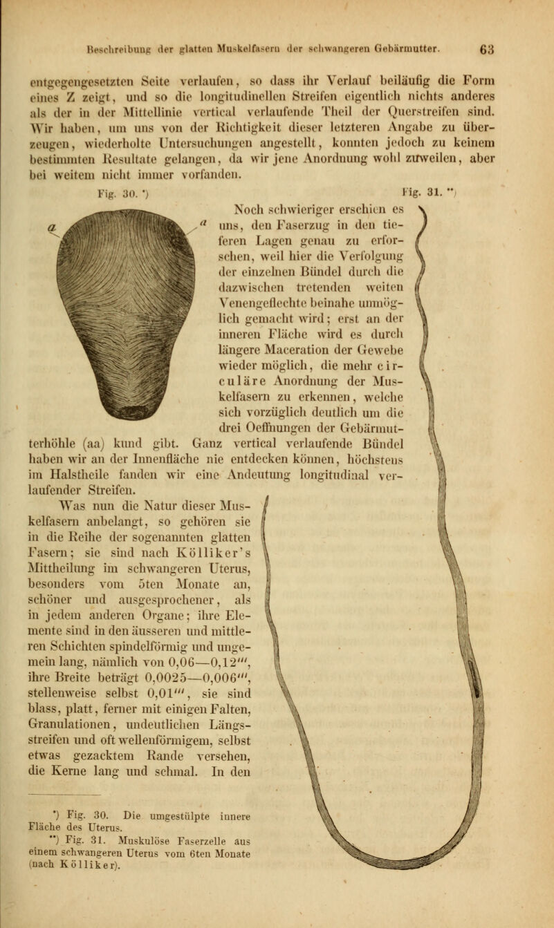 entgegengesetzten Seite verlaufen, so dan ihr Verlauf beiläufig die Form eines Z Eeigt, und so die longitudinellen Streifen eigentlich nichts anderes als der in der Mittellinie rortical verlaufende Theil der Querstreifen sind. Wir haben, um uns von der Richtigkeit dieser letzteren Angabe zu über- zeugen, wiederholte Untersuchungen angestellt, konnten jedoch zu keinem bestimmten Resultate gelangen, da wir jene Anordnung wohl zuweilen, aber bei weitem nicht immer vorfanden. Fig, 30. ') Hg. 31.  Noch schwieriger erschien es uns, den Faserzug in den tie- feren Lagen genau zu erfor- schen, weil hier die Verfolgung der einzelnen Bündel durch die dazwischen tretenden weiten Venengeflechte beinahe unmög- lich gemacht wird: erst an der inneren Fläche wird es durch längere Maceration der Gewebe wieder möglich, die mehr c i r- culäre Anordnung der Mus- kelfasern zu erkennen, welche sich vorzüglich deutlich um die drei Oeffnungen der Gebärmut- terhöhle (aa) kund gibt. Ganz vertical verlaufende Bündel haben wir an der Innenfläche nie entdecken können, höchstem im Halstheile fanden wir eine Andeutung longitudinal ver- laufender Streifen. Was nun die Natur dieser Mus- kelfasern anbelangt, so gehören sie in die Reihe der sogenannten glatten Fasern; sie sind nach Kölliker's Mittheilung im schwangeren Uterus, besonders vom 5ten Monate an, schöner und ausgesprochener, als in jedem anderen Organe; ihre Ele- mente sind in den äusseren und mittle- ren Schichten spindelförmig und unge- mein lang, nämlich von 0,06—0,12', ihre Breite beträgt 0,0025—0,006', stellenweise selbst 0,01', sie sind blass, platt, ferner mit einigen Falten, Granulationen, undeutlichen Längs- streifen und oft wellenförmigem, selbst etwas gezacktem Rande versehen, die Kerne lang und schmal. In den *) Fig. 30. Die umgestülpte innere Fläche des Uterus. ) Fig. 31. Muskulöse Faserzelle aus einem schwangeren Uterus vom 6ten Monate (Dach Kölliker).