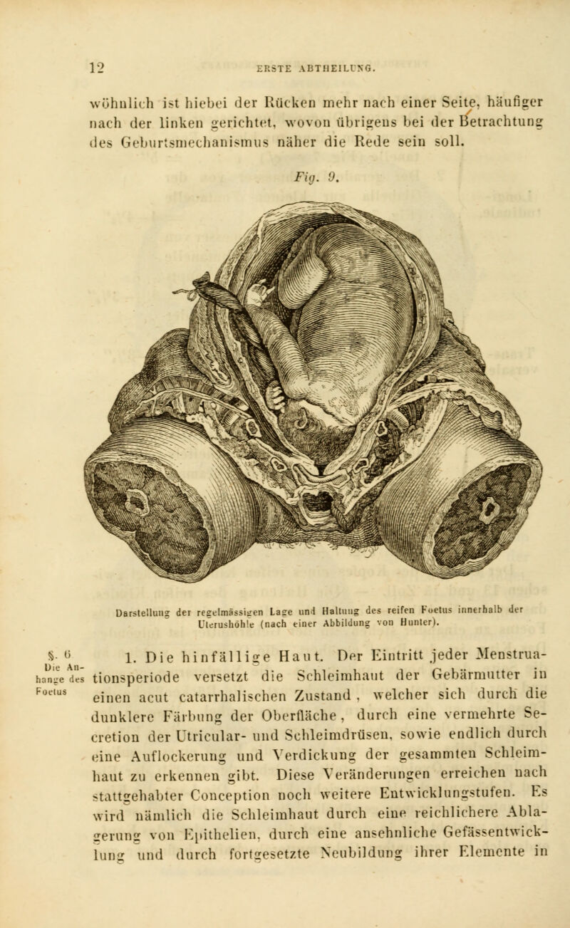 wohnlich ist hiebei der Rücken mehr nach einer Seite, häufiger nach der linken gerichtet, wovon übrigens bei der Betrachtung des Geburtsmechanismus naher die Rede sein soll. Fig. 0. Darstellung der regelmässigen Lage und Haltung des reifen Foetus innerhalb der üterushöhle (nach einer Abbildung von Hunter). S 6 1. Die hinfällige Haut. Der Eintritt jeder Menstrua- hnnge des tionsperiode versetzt die Schleimhaut der Gebärmutter in Foelus einen acut catarrha!ischen Zustand , welcher sich durch die dunklere Färbung der Oberfläche, durch eine vermehrte Se- cretion der Utricular- und Schleimdrüsen, sowie endlich durch eine Auflockerung und Verdickung der gesammten Schleim- haut zu erkennen gibt. Diese Veränderungen erreichen nach stattgehabter Conception noch weitere Entwicklungstufen. Es wird nämlich die Schleimhaut durch eine reichlichere Abla- gerung von Epithelien. durch eine ansehnliche Gefässentwick- lung und durch Fortgesetzte Neubildung ihrer Elemente in