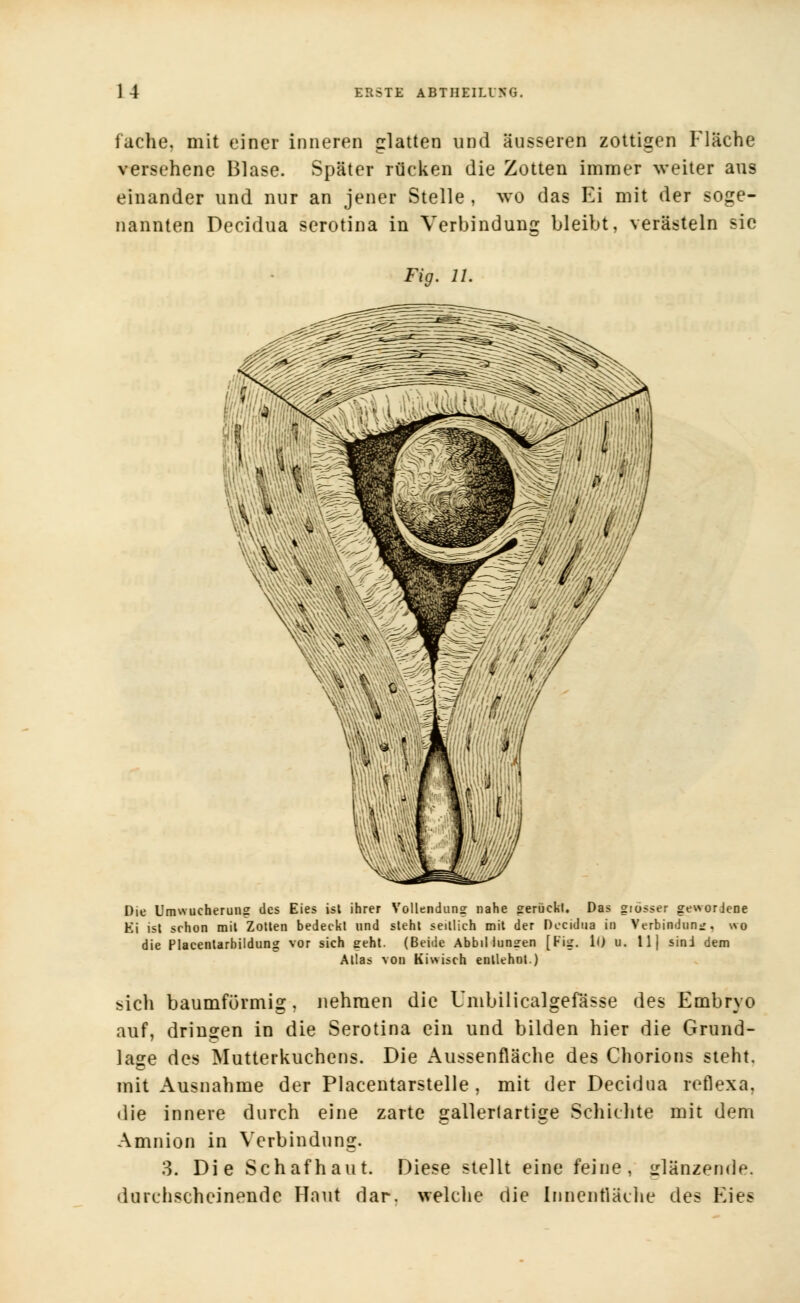 fache, mit einer inneren glatten und äusseren zottigen Fläche versehene Blase. Später rücken die Zotten immer weiter aus einander und nur an jener Stelle , wo das Ei mit der soge- nannten Decidua serotina in Verbindung bleibt, verästeln sie Fig. IL Die Umwucherung des Eies ist ihrer Vollendung nahe gerückt. Das grösser gewordene Ei ist schon mit Zotten bedeckt und steht seitlich mit der Decidua in Verbindung, wo die Placentarbildung vor sich geht. (Beide AbbiUungen [Fig. ll> u. 11} sind dem Atlas von Kiwisch entlehnt) sich baumförmig. nehmen die Umbilicalgefässe des Embryo auf, dringen in die Serotina ein und bilden hier die Grund- lage des Mutterkuchens. Die Aussenflache des Chorions steht, mit Ausnahme der Placentarstelle , mit der Decidua reflexa. die innere durch eine zarte gallertartige Schichte mit dem Amnion in Verbindung. 3. Die Schaf haut. Diese stellt eine feine, glänzende, durchscheinende Haut dar. welche die Innenfläche des Eies