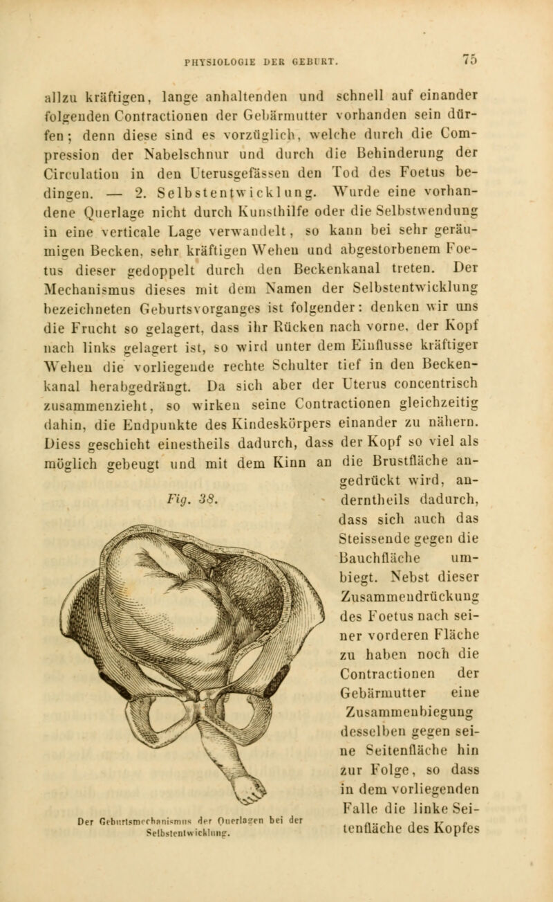 allzu kräftigen, lange anhaltenden und schnell auf einander folgenden Contractionen der Gebärmutter vorhanden sein dür- fen ; denn diese sind es vorzüglich, welche durch die Com- pression der Nabelschnur und durch die Behinderung der Circulation in den Uterusgefässen den Tod des Foetus be- dingen. — 2. Selbstentwicklung. Wurde eine vorhan- dene Querlage nicht durch Kunsthilfe oder die Selbstwendung in eine verticale Lage verwandelt, so kann bei sehr geräu- migen Becken, sehr kräftigen Wehen und abgestorbenem Foe- tus dieser gedoppelt durch den Beckenkanal treten. Der Mechanismus dieses mit dem Namen der Selbstentwicklung bezeichneten Geburtsvorganges ist folgender: denken wir uns die Frucht so gelagert, dass ihr Rücken nach vorne, der Kopf nach links gelagert ist, so wird unter dem Einflüsse kräftiger Wehen die vorliegende rechte Schulter tief in den Becken- kanal herabgedräugt. Da sich aber der Uterus concentrisch zusammenzieht, so wirken seine Contractionen gleichzeitig dahin, die Bndpunkte des Kindeskürpers einander zu nähern. Diess geschieht einesteils dadurch, dass der Kopf so viel als müglich gebeugt und mit dem Kinn an die Brustfläche an- gedrückt wird, an- Fig. 38. Der Gefcitrtomfchiniiiinnfi Her Ourrla<ren bei der Selbstenlwicklim«:. derntheils dadurch, dass sich auch das Steissende gegen die Bauchfläche um- biegt. Nebst dieser Zusammeudrückung des Foetus nach sei- ner vorderen Fläche zu haben noch die Contractionen der Gebärmutter eine Zusammen biegung desselben gegen sei- ne Seitenfläche hin zur Folge, so dass in dem vorliegenden Falle die linke Sei- tenfläche des Kopfes