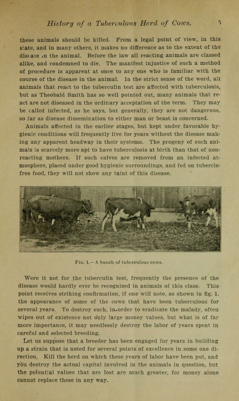 these animals should be killed. From a legal point of view, in this s'.ate, and in many others, it makes no difference as to the extent of the disease in the animal. Before the law all reacting animals are classed alike, and condemned to die. The manifest injustice of such a method of procedure is apparent at once to any one who is familiar with the course of the disease in the animal. In the strict sense of the word, all animals that react to the tuberculin test are affected with tuberculosis, but as Theobald Smith has so well pointed out, many animals that re- act are not diseased in the ordinary acceptation of the term. They may be called infected, as he says, but generally, they are not dangerous, so far as disease dissemination to either man or beast is concerned. Animals affected in the earlier stages, but kept under favorable hy- gienic conditions will frequently live for years without the disease mak- ing any apparent headway in their systems. The progeny of such ani- mals is scarcely more apt to have tuberculosis at birth than that of non- reacting mothers. If such calves are removed from an infected at- mosphere, placed under good hygienic surroundings, and fed on tubercle- free food, they will not show any taint of this disease. Fig. 1.— A bunch of tuberoaloua cows. Were it not for the tuberculin test, frequently the presence of the disease would hardly ever be recognized in animals of this class. This point receives striking confirmation, if one will note, as shown in fig. 1. the appearance of some of the cows that have been tuberculous for several years. To destroy such, in-order to eradicate the malady, often wipes out of existence not only large money values, but what is of far more importance, it may needlessly destroy the labor of years spent In careful and selected breeding. Let us suppose that a breeder has been engaged for years in building up a strain that is noted for several points of excellence in some one di- rection. Kill the herd on which these years of labor have been put, and you destroy the actual capital involved in the animals in question, but the potential values that are lost are much greater, for money alone cannot replace these in any way.