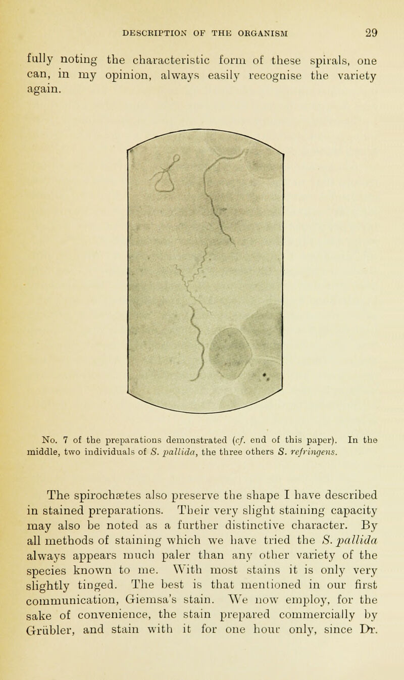 fully noting the characteristic form of these spirals, one can, in my opinion, always easily recognise the variety again. *> No. 7 of the preparations demonstrated (cf. end of this paper). In the middle, two individuals of 8. pallida, the three others S. refringens. The spirochsetes also preserve the shape I have described in stained preparations. Their very slight staining capacity may also be noted as a further distinctive character. By all methods of staining which we have tried the 8. pallida always appears much paler than any other variety of the species known to me. With most stains it is only very slightly tinged. The best is that mentioned in our first communication, Giemsa's stain. We now employ, for the sake of convenience, the stain prepared commercially by Grubler, and stain with it for one hour only, since Dr.