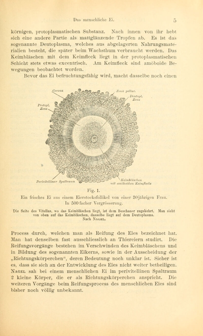 körnigen, protoplasniatischen Substanz. Nach innen von ihr hebt sich eine andere Partie als inattglänzende Tropfen ab. Es ist das sogenannte Deutoplasma, welches aus abgelagerten Nahrungsmate- rialien besteht, die später beim Wachsthum verbraucht werden. Das Keimbläschen mit dem Keimfleck liegt in der protoplasmatischen Schicht stets etwas excentrisch. Am Keimfleck sind amöboide Be- wegungen beobachtet worden. Bevor das Ei befruchtungsfähig wird, macht dasselbe noch einen Corona Perivitdliner SjHiltraum \Ketmbläsche7i mit amöboidem Keimflecke Fig. 1. Ein frisches Ei aus einem Eierstoeksfollikel von einer 30jährigen Frau. In 500facher Yergrössermiü. Die Seite des Vitellus, wo das Keimbläschen liegt, ist dem Beschauer zugekehrt. Man sieht von oben auf das Keimbläschen, dasselbe liegt auf dem Deutoplasma. Nach Nagel. Process durch, welchen man als Reifung des Eies bezeichnet hat. Man hat denselben fast ausschliesslich an Thiereiern studirt. Die Reifungsvorgänge bestehen im Verschwinden des Keimbläschens und in Bildung des sogenannten Eikerns, sowie in der Ausscheidung der „Richtungskörperchen, deren Bedeutung noch unklar ist. Sicher ist es, dass sie sich an der Entwicklung des Eies nicht weiter betheiligen. Nagel sah bei einem menschlichen Ei im perivitellinen Spaltraum 2 kleine Körper, die er als Richtungskörperchen anspricht. Die weiteren Vorgänge beim Reifungsprocess des menschlichen Eies sind bisher noch völlig unbekannt.