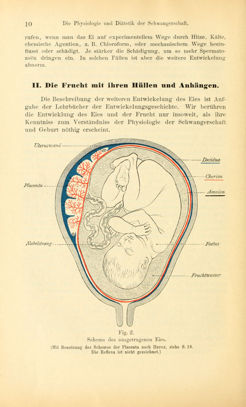 rufen, wenn man das Ei auf experimentellem Wege durch Hitze, Kälte, chemische Agentien, z. B. Chloroform, oder mechanischem Wege beein- flusst oder schädigt. Je stärker die Schädigung, um so mehr Spermato- zoon dringen ein. In solchen Fällen ist aber die weitere Entwiekelung abnorm. II. Die Frucht mit ihren Hüllen und Anhängen. Die Beschreibung der weiteren Entwiekelung des Eies ist Auf- gabe der Lehrbücher der Entwicklungsgeschichte. Wir berühren die Entwicklung des Eies und der Frucht nur insoweit, als ihre Kenntniss zum Verständniss der Physiologie der Schwangerschaft und Geburt nöthig erscheint. Vteruswand Decidua Placentae, Nabehtrang Foetus Fruchtwasser Fig. 2. Schema des ausgetragenen Eies. (Mit Benutzung des Schemas der Placenta nach Heinz, siehe S. 18. Die Reflexa ist nicht gezeichnet.)