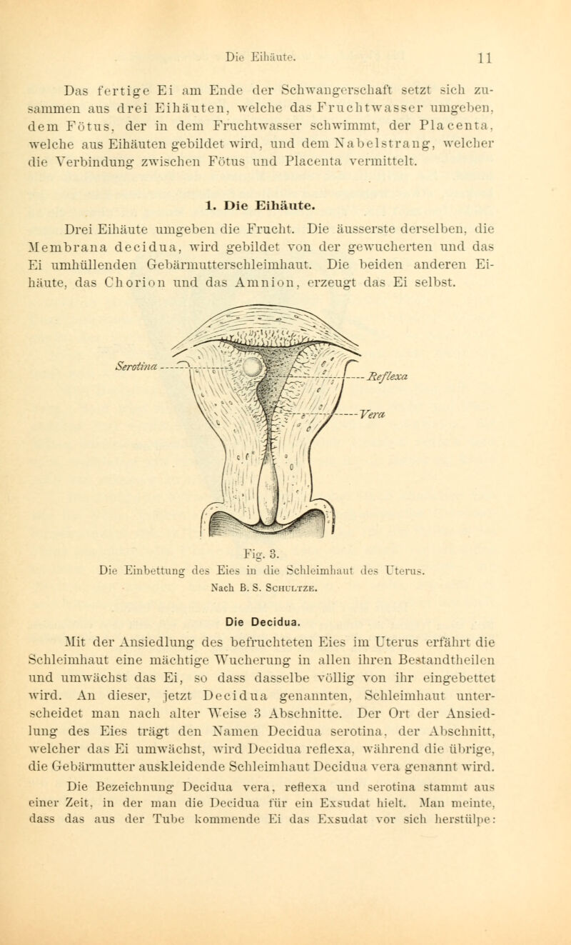 Das fertige Ei am Ende der Schwangerschaft setzt sich zu- sammen aus drei Eihäuten, welche das Fruchtwasser umgeben, dem Fötus, der in dem Fruchtwasser schwimmt, der Plaeenta, welche aus Eihäuten gebildet wird, und dem Nabelstrang, welcher die Verbindung zwischen Fötus und Plaeenta vermittelt. 1. Die Eihäute. Drei Eihäute umgeben die Frucht. Die äusserste derselben, die Membrana deeidua, wird gebildet von der gewucherten und das Ei umhüllenden Gebärmutterschleimhaut. Die beiden anderen Ei- häute, das Chorion und das Amnion, erzeugt das Ei selbst. Serotma W0mm Fig. 3. Die Einbettung des Eies in die Schleimhaut des Uterus. Nach ß. S. Schlltze. Die Deeidua. Mit der Ansiedlung des befruchteten Eies im Uterus erfährt die Schleimhaut eine mächtige Wucherung in allen ihren Bestandteilen und umwächst das Ei, so dass dasselbe völlig von ihr eingebettet wird. An dieser, jetzt Deeidua genannten, Schleimhaut unter- scheidet man nach alter Weise 3 Abschnitte. Der Ort der Ansied- lung des Eies trägt den Namen Deeidua serotma. der Abschnitt, welcher das Ei umwächst, wird Deeidua reflexa, während die übrige, die Gebärmutter auskleidende Schleimhaut Deeidua vera genannt wird. Die Bezeichnung Deeidua vera. reflexa und serotma stammt aus einer Zeit, in der man die Deeidua für ein Exsudat hielt. Man meinte, dass das aus der Tube kommende Ei das Exsudat vor sich herstülpe: