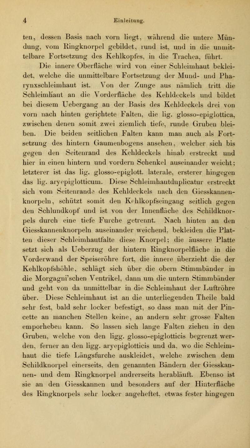 ten, dessen Basis nach vorn liegt, während die untere Mün- dung, vom Ringknorpel gebildet, lund ist, und in die unmit- telbare Fortsetzung des Kehlkopfes, in die Trachea, führt. Die innere Oberfläche wird von einer Schleimhaut beklei- det, welche die unmittelbare Fortsetzung der Mund- und Pha- rynxschleimhaut ist. Von der Zunge aus nämlich tritt die Schleimhaut an die Vorderfläche des Kehldeckels und bildet bei diesem Uebergang an der Basis des Kehldeckels drei von vorn nach hinten gerichtete Falten, die lig. glosso-epiglottica, zwischen denen somit zwei ziemlich tiefe, runde Gruben blei- ben. Die beiden seitlichen Falten kann man auch als Fort- setzung des hintern Gaumenbogens ansehen. welcher sich bis gegen den Seitenrand des Kehldeckels hinab erstreckt und hier in einen hintern und vordem Schenkel auseinander weicht; letzterer ist das lig. glosso-epiglott. laterale, erster er hingegen das lig. aryepiglotticum. Diese Schleimhautduplicatur erstreckt sich vom Seitenrande des Kehldeckels nach den Giesskannen- knorpeln, schützt somit den Kehlkopfseingang seitlich gegen den Schlundkopf und ist von der Innenfläche des Schildknor- pels durch eine tiefe Furche getrennt. Nach hinten an den Giesskannenknorpeln auseinander weichend, bekleiden die Plat- ten dieser Schleimhautfalte diese Knorpel; die äussere Platte setzt sich als Ueberzug der hintern Ringknorpelfläche in die Vorderwand der Speiseröhre fort, die innere überzieht die der Kehlkopfshöhle, schlägt sich über die obern Stimmbänder in die Morgagni'schen Ventrikel, dann um die untern Stimmbänder und geht von da unmittelbar in die Schleimhaut der Luftröhre über. Diese Schleimhaut ist an die unterliegenden Theile bald sehr fest, bald sehr locker befestigt, so dass man mit der Pin- cette an manchen Stellen keine, an andern sehr grosse Falten emporheben kann. So lassen sich lange Falten ziehen in den Gruben, welche von den ligg. glosso-epiglotticis begrenzt wer- den, ferner an den ligg. aryepiglotticis und da, wo die Schleim- haut die tiefe Längsfurche auskleidet, welche zwischen dem Schildknorpel einerseits, den genannten Bändern der Giesskau- nen- und dem Ringknorpel andrerseits herabläuft. Ebenso ist sie an den Giesskannen und besonders auf der Hinterfläche des Ringknorpels sehr locker angeheftet, etwas fester hingegen