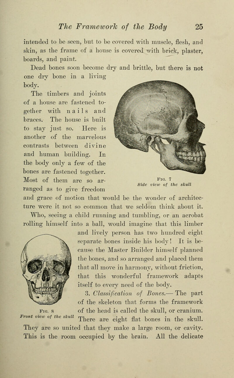 Fig. 7 Side vieio of the skull intended to be seen, but to be covered with muscle, flesh, and shin, as the frame of a house is covered with brick, plaster, boards, and paint. Dead bones soon become dry and brittle, but there is not one dry bone in a living body. The timbers and joints of a house are fastened to- gether with nails and braces. The house is built to stay just so. Here is another of the marvelous contrasts between divine and human building. In the body only a few of the bones are fastened together. Most of them are so ar- ranged as to give freedom and grace of motion that would be the wonder of architec- ture were it not so common that we seldom think about it. Who, seeing a child running and tumbling, or an acrobat rolling himself into a ball, would imagine that this limber and lively person has two hundred eight separate bones inside his body! It is be- cause the Master Builder himself planned the bones, and so arranged and placed them that all move in harmony, without friction, that this wonderful framework adapts itself to every need of the body. 3. Classification of Bones.— The part of the skeleton that forms the framework of the head is called the skull, or cranium. view of e s u j^^g are eight flat bones in the skull. They are so united that they make a large room, or cavity. This is the room occupied by the brain. All the delicate Fig. 8