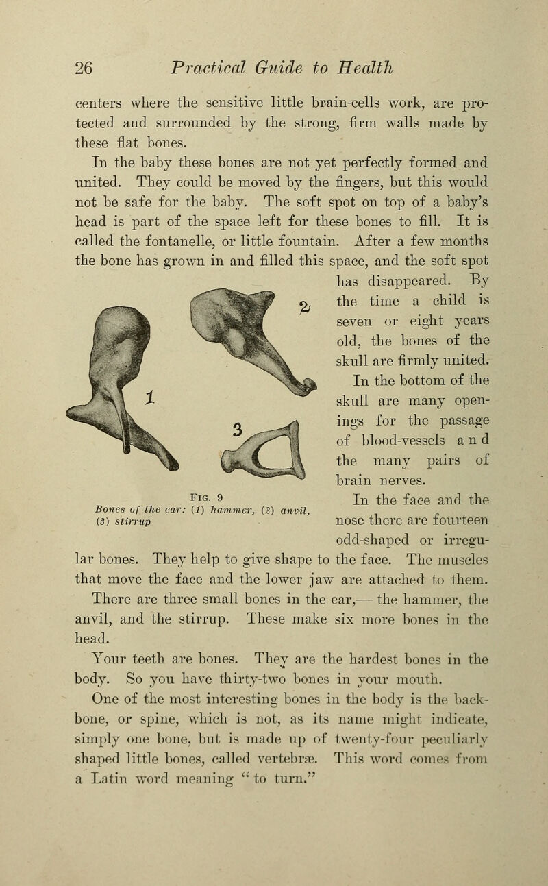 centers where the sensitive little brain-cells work, are pro- tected and surrounded by the strong, firm walls made by these flat bones. In the baby these bones are not yet perfectly formed and united. They could be moved by the fingers, but this would not be safe for the baby. The soft spot on top of a baby's head is part of the space left for these bones to fill. It is called the fontanelle, or little fountain. After a few months the bone has grown in and filled this space, and the soft spot has disappeared. By the time a child is seven or eight years old, the bones of the skull are firmly united. In the bottom of the skull are many open- ings for the passage of blood-vessels and the many pairs of brain nerves. In the face and the nose there are fourteen odd-shaped or irregu- lar bones. They help to give shape to the face. The muscles that move the face and the lower jaw are attached to them. There are three small bones in the ear,— the hammer, the anvil, and the stirrup. These make six more bones in the head. Your teeth are bones. They are the hardest bones in the body. So you have thirty-two bones in your mouth. One of the most interesting bones in the body is the back- bone, or spine, which is not, as its name might indicate, simply one bone, but is made up of twenty-four peculiarly shaped little bones, called vertebras. This word cornea from a Latin word meaning  to turn. Fig. 9 Bones of the ear: (1) hammer, (2) anvil, (3) stirrup