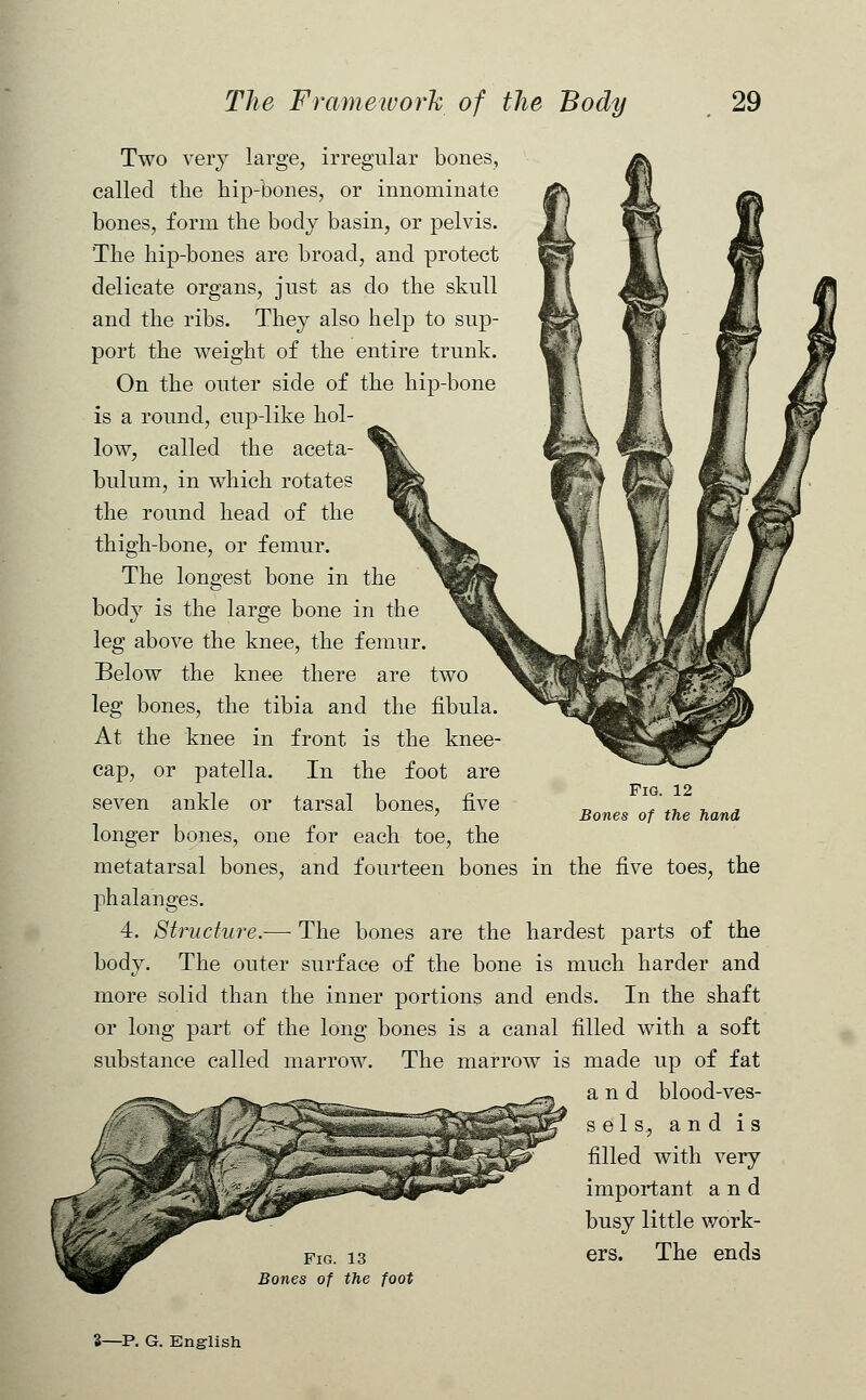 Two very large, irregular bones, called the hip-bones, or innominate bones, form the body basin, or pelvis. The hip-bones are broad, and protect delicate organs, just as do the skull and the ribs. They also help to sup- port the weight of the entire trunk. On the outer side of the hip-bone is a round, cup-like hol- low, called the aceta- bulum, in which rotates the round head of the thigh-bone, or femur. The longest bone in the body is the large bone in the leg above the knee, the femur. Below the knee there are two leg bones, the tibia and the fibula. At the knee in front is the knee- cap, or patella. In the foot are seven ankle or tarsal bones, five longer bones, one for each toe, the metatarsal bones, and fourteen bones in the five toes, the phalanges. 4. Structure.— The bones are the hardest parts of the body. The outer surface of the bone is much harder and more solid than the inner portions and ends. In the shaft or long part of the long bones is a canal filled with a soft substance called marrow. The marrow is made up of fat and blood-ves- sels., and is filled with very important and busy little work- fig. 13 ers. The ends Bones of the foot Fig. 12 Bones of the hand S—P. G. English