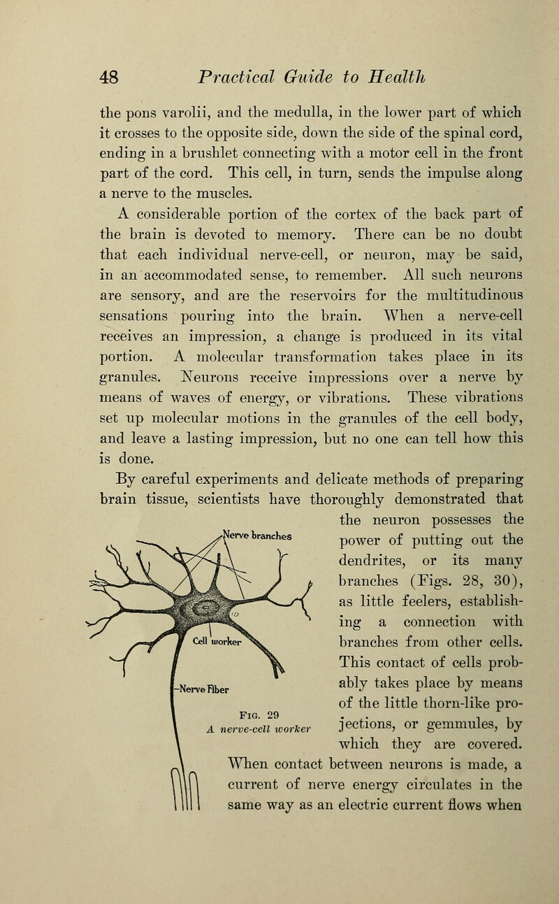 the pons varolii, and the medulla, in the lower part of which it crosses to the opposite side, down the side of the spinal cord, ending in a brushlet connecting with a motor cell in the front part of the cord. This cell, in turn, sends the impulse along a nerve to the muscles. A considerable portion of the cortex of the back part of the brain is devoted to memory. There can be no doubt that each individual nerve-cell, or neuron, may be said, in an accommodated sense, to remember. All such neurons are sensory, and are the reservoirs for the multitudinous sensations pouring into the brain. When a nerve-cell receives an impression, a change is produced in its vital portion. A molecular transformation takes place in its granules. ]STeurons receive impressions over a nerve by means of waves of energy, or vibrations. These vibrations set up molecular motions in the granules of the cell body, and leave a lasting impression, but no one can tell how this is done. By careful experiments and delicate methods of preparing brain tissue, scientists have thoroughly demonstrated that the neuron possesses the [erve branches power of putting Out the dendrites, or its many branches (Figs. 28, 30), as little feelers, establish- ing a connection with branches from other cells. This contact of cells prob- ably takes place by means of the little thorn-like pro- jections, or gemmules, by which they are covered. When contact between neurons is made, a current of nerve energy circulates in the same way as an electric current flows when Fig. 29 A nerve-cell workei