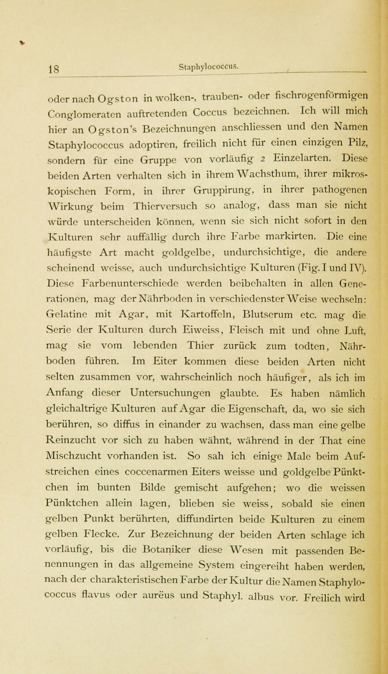 J g Staphylococcus. oder nach Ogston in wölken-, trauben- oder fischrogenförmigen Conglomeraten auftretenden Coccus bezeichnen. Ich will mich hier an Ogston's Bezeichnungen anschliessen und den Namen Staphylococcus adoptiren, freilich nicht für einen einzigen Pilz, sondern für eine Gruppe von vorläufig 2 Einzelarten. Diese beiden Arten verhalten sich in ihrem Wachsthum, ihrer mikros- kopischen Form, in ihrer Gruppirung, in ihrer pathogenen Wirkung beim Thierversuch so analog, dass man sie nicht würde unterscheiden können, wenn sie sich nicht sofort in den Kulturen sehr auffällig durch ihre Farbe markirten. Die eine häufigste Art macht goldgelbe, undurchsichtige, die andere scheinend weisse, auch undurchsichtige Kulturen (Fig. I und IV). Diese Farbenunterschiede werden beibehalten in allen Gene- rationen, mag der Nährboden in verschiedenster Weise wechseln: Gelatine mit Agar, mit Kartoffeln, Blutserum etc. mag die Serie der Kulturen durch Eiweiss, Fleisch mit und ohne Luft, mag sie vom lebenden Thier zurück zum todten, Nähr- boden führen. Im Eiter kommen diese beiden Arten nicht selten zusammen vor, wahrscheinlich noch häufiger, als ich im Anfang dieser Untersuchungen glaubte. Es haben nämlich gleichaltrige Kulturen auf Agar die Eigenschaft, da, wo sie sich berühren, so diffus in einander zu wachsen, dass man eine gelbe Reinzucht vor sich zu haben wähnt, während in der That eine Mischzucht vorhanden ist. So sah ich einige Male beim Auf- streichen eines coccenarmen Eiters weisse und goldgelbe Pünkt- chen im bunten Bilde gemischt aufgehen; wo die weissen Pünktchen allein lagen, blieben sie weiss, sobald sie einen gelben Punkt berührten, diffundirten beide Kulturen zu einem gelben Flecke. Zur Bezeichnung der beiden Arten schlage ich vorläufig, bis die Botaniker diese Wesen mit passenden Be- nennungen in das allgemeine System eingereiht haben werden, nach der charakteristischen Farbe der Kultur die Namen Staphylo- coccus flavus oder aureus und Staphyl. albus vor. Freilich wird