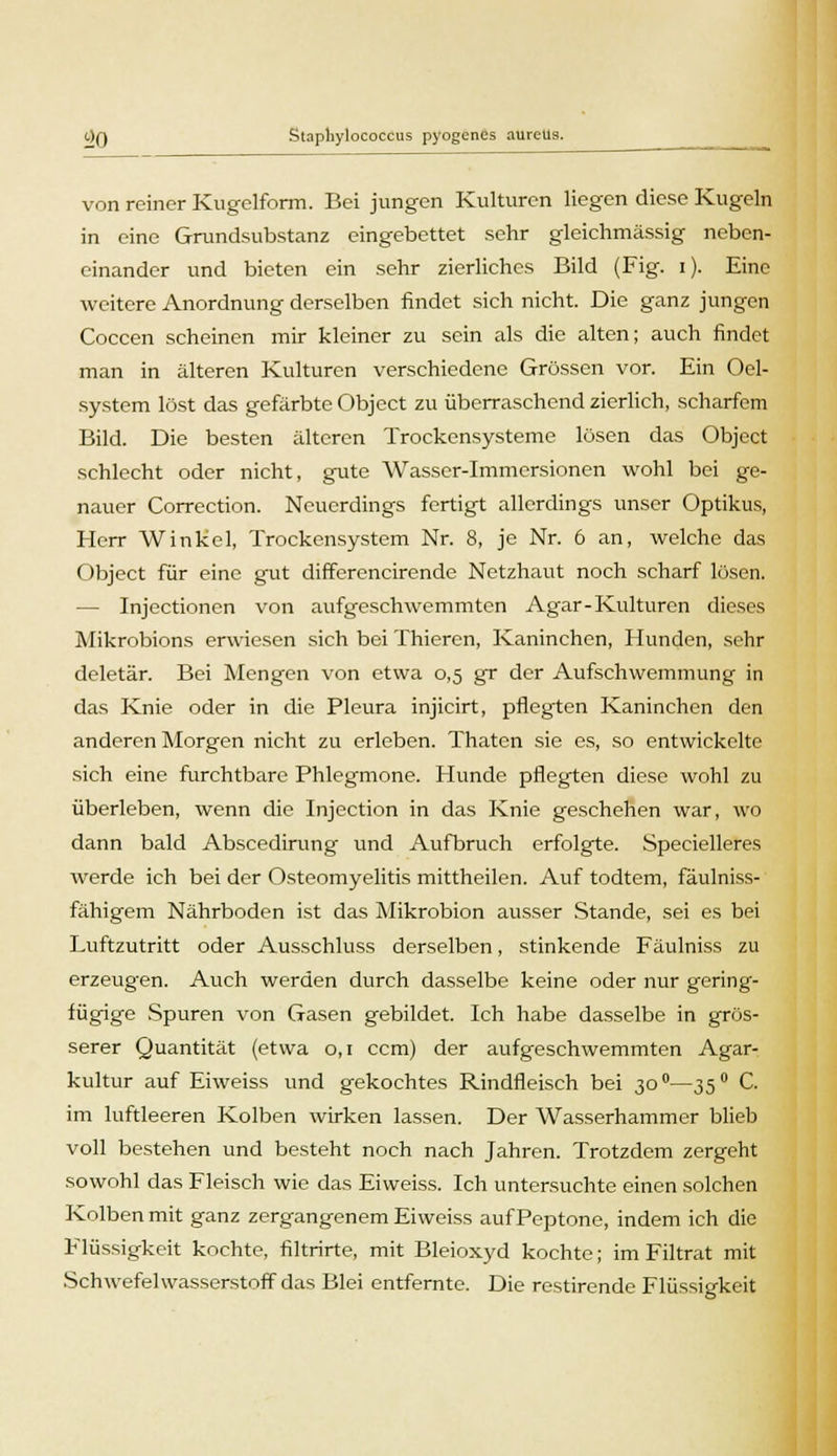 Ijg Stapliylococcus pyogcncs aureus. von reiner Kugelform. Bei jungen Kulturen liegen diese Kugeln in eine Grundsubstanz eingebettet sehr gleichmässig neben- einander und bieten ein sehr zierliches Bild (Fig. i). Eine weitere Anordnung derselben findet sich nicht. Die ganz jungen Coccen scheinen mir kleiner zu sein als die alten; auch findet man in älteren Kulturen verschiedene Grössen vor. Ein Oel- system löst das gefärbte Object zu überraschend zierlich, scharfem Bild. Die besten älteren Trockensysteme lösen das Object schlecht oder nicht, gute Wasser-Immersionen wohl bei ge- nauer Correction. Neuerdings fertigt allerdings unser Optikus, Herr Winkel, Trockensystem Nr. 8, je Nr. 6 an, welche das Object für eine gut differencirende Netzhaut noch scharf lösen. — Injectionen von aufgeschwemmten Agar-Kulturen dieses Mikrobions erwiesen sich bei Thieren, Kaninchen, Hunden, sehr deletär. Bei Mengen von etwa 0,5 gr der Aufschwemmung in das Knie oder in die Pleura injicirt, pflegten Kaninchen den anderen Morgen nicht zu erleben. Thaten sie es, so entwickelte sich eine furchtbare Phlegmone. Hunde pflegten diese wohl zu überleben, wenn die Injection in das Knie geschehen war, wo dann bald Abscedirung und Aufbruch erfolgte. Specielleres werde ich bei der Osteomyelitis mittheilen. Auf todtem, fäulniss- fähigem Nährboden ist das Mikrobion ausser Stande, sei es bei Luftzutritt oder Ausschluss derselben, stinkende Fäulniss zu erzeugen. Auch werden durch dasselbe keine oder nur gering- fügige Spuren von Gasen gebildet. Ich habe dasselbe in grös- serer Quantität (etwa 0,1 ccra) der aufgeschwemmten Agar- kultur auf Eiweiss und gekochtes Rindfleisch bei 30 °—35 ° C. im luftleeren Kolben wirken lassen. Der Wasserhammer blieb voll bestehen und besteht noch nach Jahren. Trotzdem zergeht sowohl das Fleisch wie das Eiweiss. Ich untersuchte einen solchen Kolben mit ganz zergangenem Eiweiss auf Peptone, indem ich die Flüssigkeit kochte, filtrirte, mit Bleioxyd kochte; im Filtrat mit Schwefelwasserstoff das Blei entfernte. Die restirende Flüssigkeit