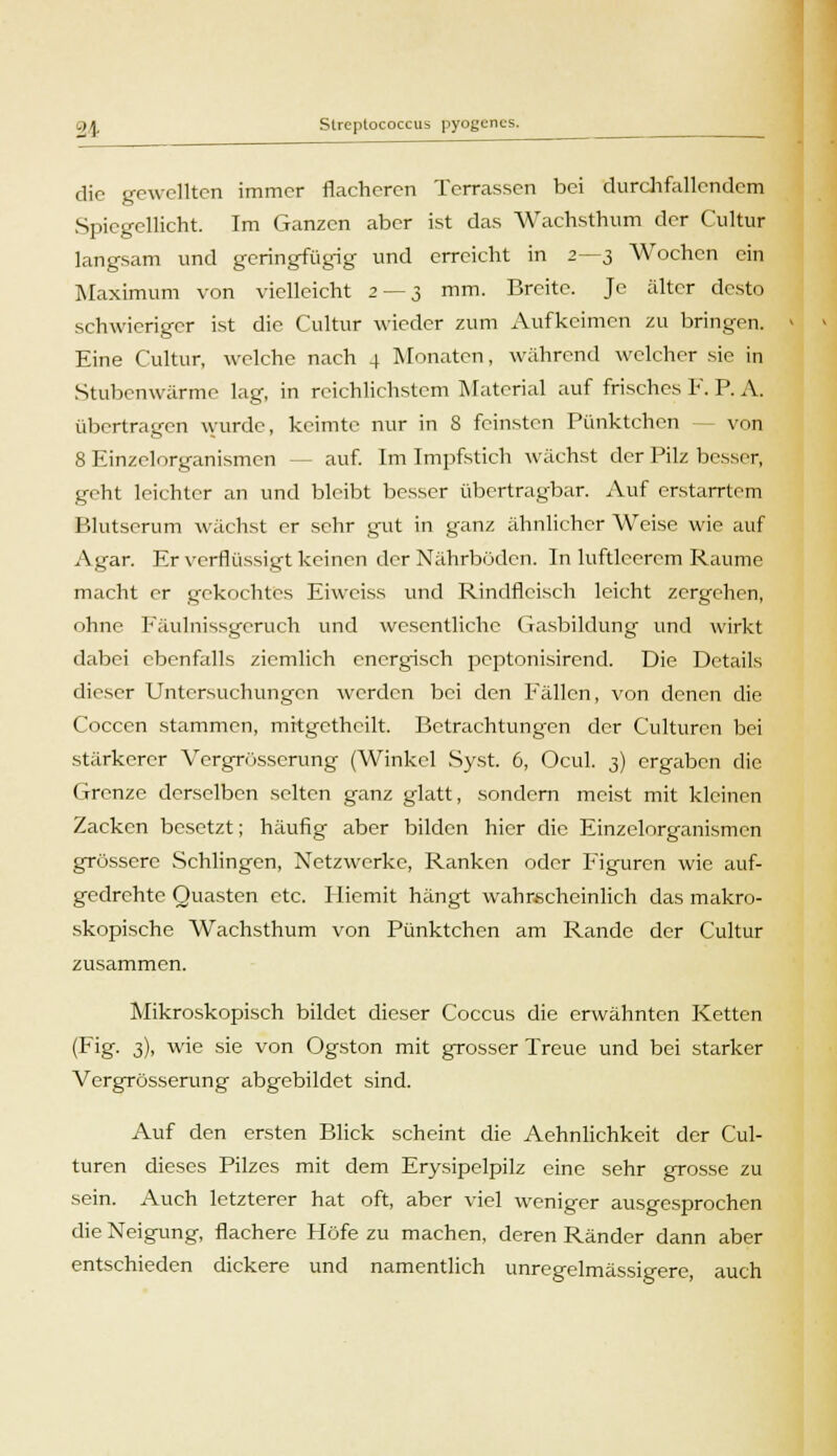 die gewellten immer flacheren Terrassen bei durchfallendem Spiegellicht. Im Ganzen aber ist das Wachsthum der Cultur langsam und geringfügig und erreicht in 2—3 Wochen ein Maximum von vielleicht 2 — 3 mm. Breite. Je älter desto schwieriger ist die Cultur wieder zum Aufkeimen zu bringen. Eine Cultur, welche nach 4 Monaten, während welcher sie in Stubenwärme lag, in reichlichstem Material auf frisches F. P. A. übertragen wurde, keimte nur in S feinsten Pünktchen von 8 Einzelorganismcn auf. Im Impfstich wächst der Pilz besser, geht leichter an und bleibt besser übertragbar. Auf erstarrtem Blutserum wächst er sehr gut in ganz ähnlicher Weise wie auf Agar. Er verflüssigt keinen der Nährböden. In luftleerem Räume macht er gekochtes Eiwciss und Rindfleisch leicht zergehen, ohne Eäulnissgcruch und wesentliche Gasbildung und wirkt dabei ebenfalls ziemlich energisch peptonisirend. Die Details dieser Untersuchungen werden bei den Fällen, von denen die Coccen stammen, mrtgethcilt. Betrachtungen der Culturcn bei stärkerer Vergrösscrung (Winkel Syst. 6, Ocul. 3) ergaben die Grenze derselben selten ganz glatt, sondern meist mit kleinen Zacken besetzt; häufig aber bilden hier die Einzelorganismen grössere Schlingen, Netzwerke, Ranken oder Figuren wie auf- gedrehte Quasten etc. Hiemit hängt wahrscheinlich das makro- skopische Wachsthum von Pünktchen am Rande der Cultur zusammen. Mikroskopisch bildet dieser Coccus die erwähnten Ketten (Fig. 3), wie sie von Ogston mit grosser Treue und bei starker Vergrösserung abgebildet sind. Auf den ersten Blick scheint die Aehnlichkeit der Cul- turen dieses Pilzes mit dem Erysipelpilz eine sehr grosse zu sein. Auch letzterer hat oft, aber viel weniger ausgesprochen die Neigung, flachere Höfe zu machen, deren Ränder dann aber entschieden dickere und namentlich unregelmässigere, auch