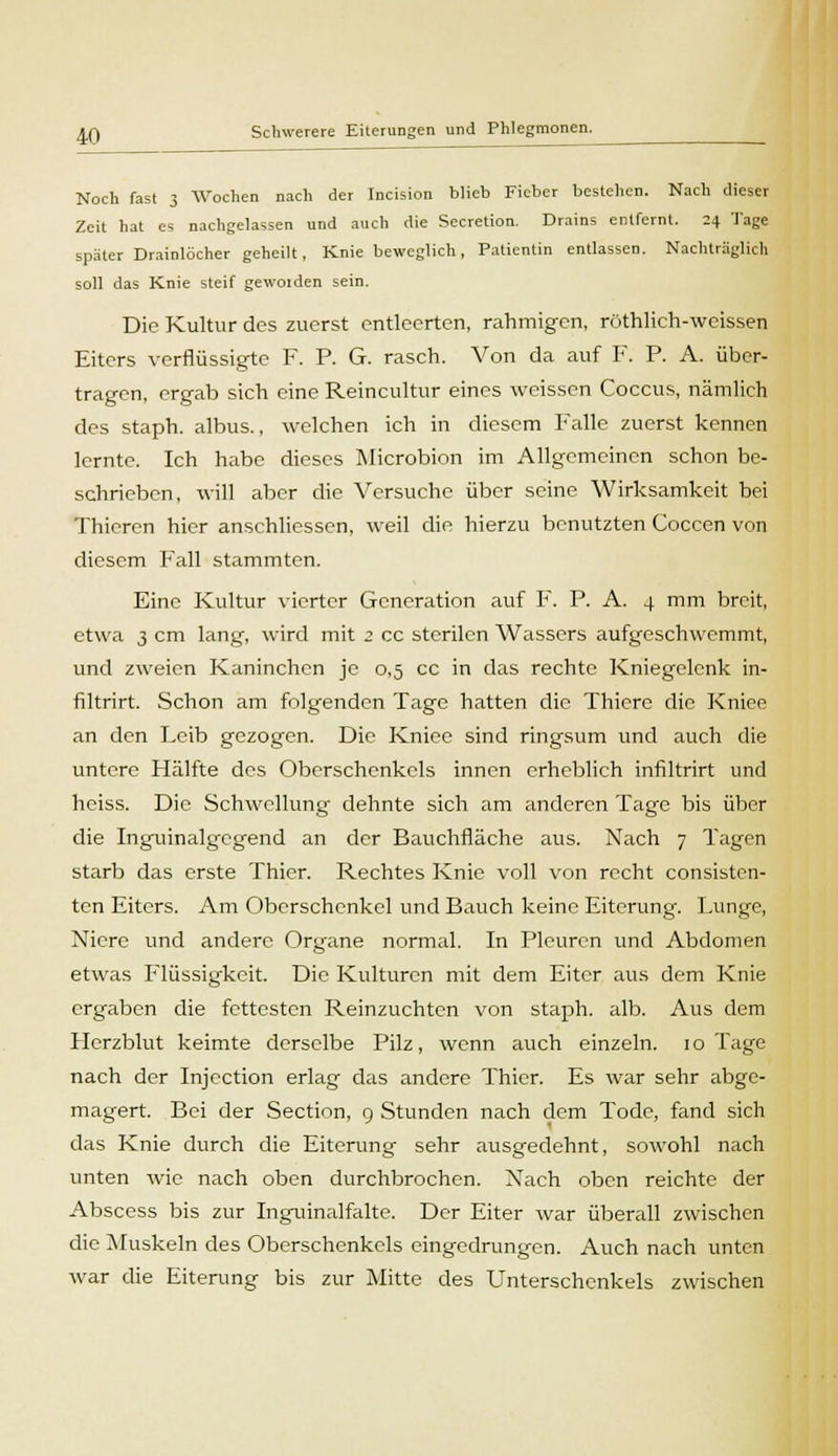 Noch fast 3 Wochen nach der Incision blieb Fieber bestehen. Nach dieser Zeit hat es nachgelassen und auch die Secretion. Drains entfernt. 24 Tage später Drainlöcher geheilt, Knie beweglich, Patientin entlassen. Nachträglich soll das Knie steif gewoiden sein. Die Kultur des zuerst entleerten, rahmigen, röthlich-weissen Eiters verflüssigte F. P. G. rasch. Von da auf F. P. A. über- tragen, ergab sich eine Reincultur eines weissen Coccus, nämlich des staph. albus., welchen ich in diesem Falle zuerst kennen lernte. Ich habe dieses Microbion im Allgemeinen schon be- schrieben, will aber die Versuche über seine Wirksamkeit bei Thieren hier anschliessen, weil die hierzu benutzten Coccen von diesem Fall stammten. Eine Kultur vierter Generation auf F. P. A. 4 mm breit, etwa 3 cm lang, wird mit 2 cc sterilen Wassers aufgeschwemmt, und zweien Kaninchen je 0,5 cc in das rechte Kniegelenk in- filtrirt. Schon am folgenden Tage hatten die Thicre die Kniee an den Eeib gezogen. Die Kniee sind ringsum und auch die untere Hälfte des Oberschenkels innen erheblich infiltrirt und heiss. Die Schwellung- dehnte sich am anderen Tage bis über die Inguinalgegend an der Bauchfläche aus. Nach 7 Tagen starb das erste Thier. Rechtes Knie voll von recht consisten- ten Eiters. Am Oberschenkel und Bauch keine Eiterung. Lunge, Niere und andere Organe normal. In Pleuren und Abdomen etwas Flüssigkeit. Die Kulturen mit dem Eiter aus dem Knie ergaben die fettesten Reinzuchten von staph. alb. Aus dem Herzblut keimte derselbe Pilz, wenn auch einzeln. 10 Tage nach der Injection erlag das andere Thier. Es war sehr abge- magert. Bei der Section, 9 Stunden nach dem Tode, fand sich das Knie durch die Eiterung sehr ausgedehnt, sowohl nach unten wie nach oben durchbrochen. Nach oben reichte der Abscess bis zur Inguinalfalte. Der Eiter war überall zwischen die Muskeln des Oberschenkels eingedrungen. Auch nach unten war die Eiterung bis zur Mitte des Unterschenkels zwischen