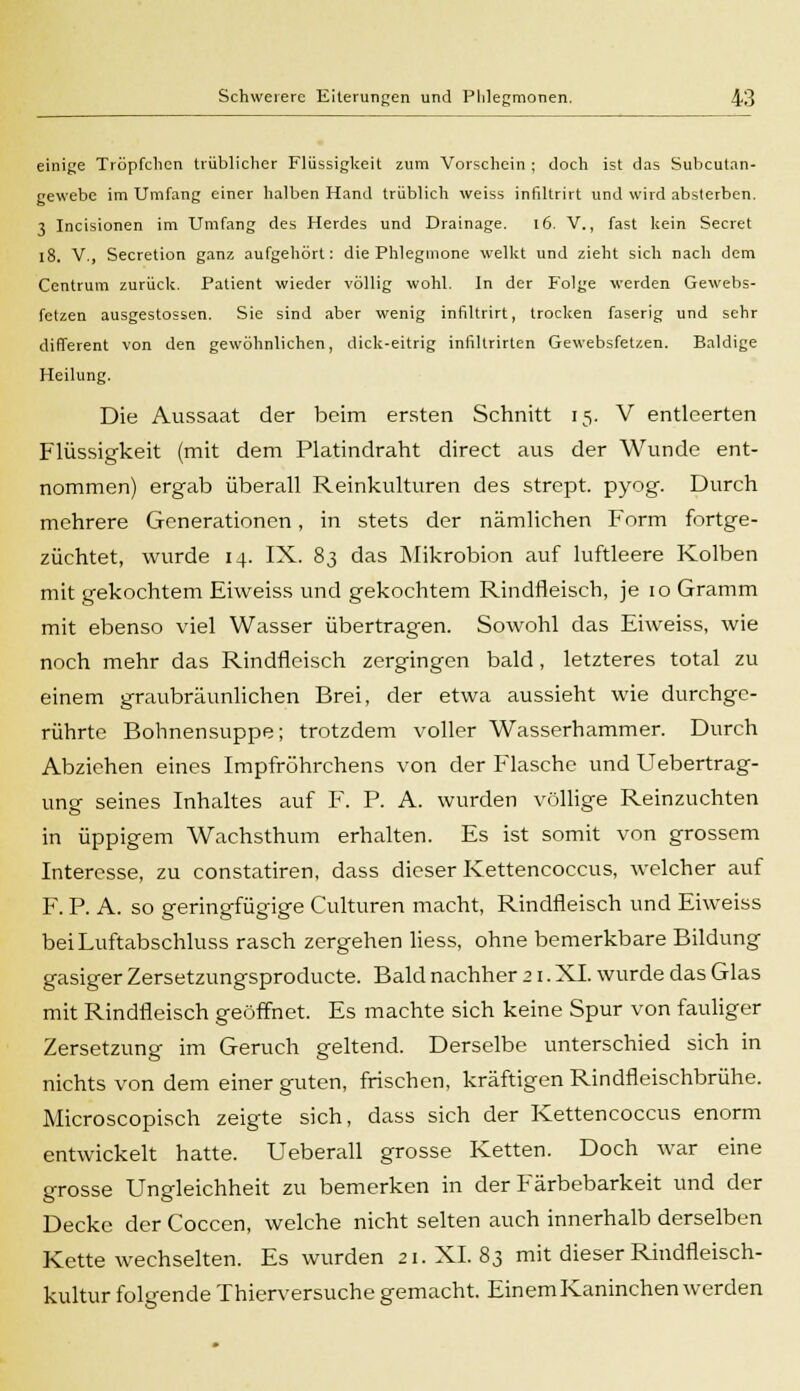 einige Tröpfchen trüblicher Flüssigkeit zum Vorschein ; doch ist das Subcutan- gewebc im Umfang einer halben Hand trüblich weiss infiltrirt und wird absterben. 3 Incisionen im Umfang des Herdes und Drainage. i6. V., fast kein Secret 18. V., Secretion ganz aufgehört: die Phlegmone welkt und zieht sich nach dem Centrum zurück. Patient wieder völlig wohl. In der Folge werden Gewebs- fetzen ausgestossen. Sie sind aber wenig infiltrirt, trocken faserig und sehr different von den gewöhnlichen, dick-eitrig infiltrirten Gewebsfetzen. Baldige Heilung. Die Aussaat der beim ersten Schnitt 15. V entleerten Flüssigkeit (mit dem Platindraht direct aus der Wunde ent- nommen) ergab überall Reinkulturen des strept. pyog. Durch mehrere Generationen, in stets der nämlichen Form fortge- züchtet, wurde 14. IX. 83 das Mikrobion auf luftleere Kolben mit gekochtem Eiweiss und gekochtem Rindfleisch, je 10 Gramm mit ebenso viel Wasser übertragen. Sowohl das Eiweiss, wie noch mehr das Rindfleisch zergingen bald, letzteres total zu einem graubräunlichen Brei, der etwa aussieht wie durchge- rührte Bohnensuppe; trotzdem voller Wasserhammer. Durch Abziehen eines Impfröhrchens von der Flasche und Uebertrag- ung seines Inhaltes auf F. P. A. wurden völlige Reinzuchten in üppigem Wachsthum erhalten. Es ist somit von grossem Interesse, zu constatiren, dass dieser Kettencoccus, welcher auf F. P. A. so geringfügige Culturen macht, Rindfleisch und Eiweiss beiLuftabschluss rasch zergehen Hess, ohne bemerkbare Bildung gasiger Zersetzungsproducte. Bald nachher 21. XL wurde das Glas mit Rindfleisch geöffnet. Es machte sich keine Spur von fauliger Zersetzung im Geruch geltend. Derselbe unterschied sich in nichts von dem einer guten, frischen, kräftigen Rindfleischbrühe. Microscopisch zeigte sich, dass sich der Kettencoccus enorm entwickelt hatte. Ueberall grosse Ketten. Doch war eine grosse Ungleichheit zu bemerken in der Färbebarkeit und der Decke der Coccen, welche nicht selten auch innerhalb derselben Kette wechselten. Es wurden 21. XL 83 mit dieser Rindfleisch- kultur folgende Thierversuche gemacht. Einem Kaninchen werden