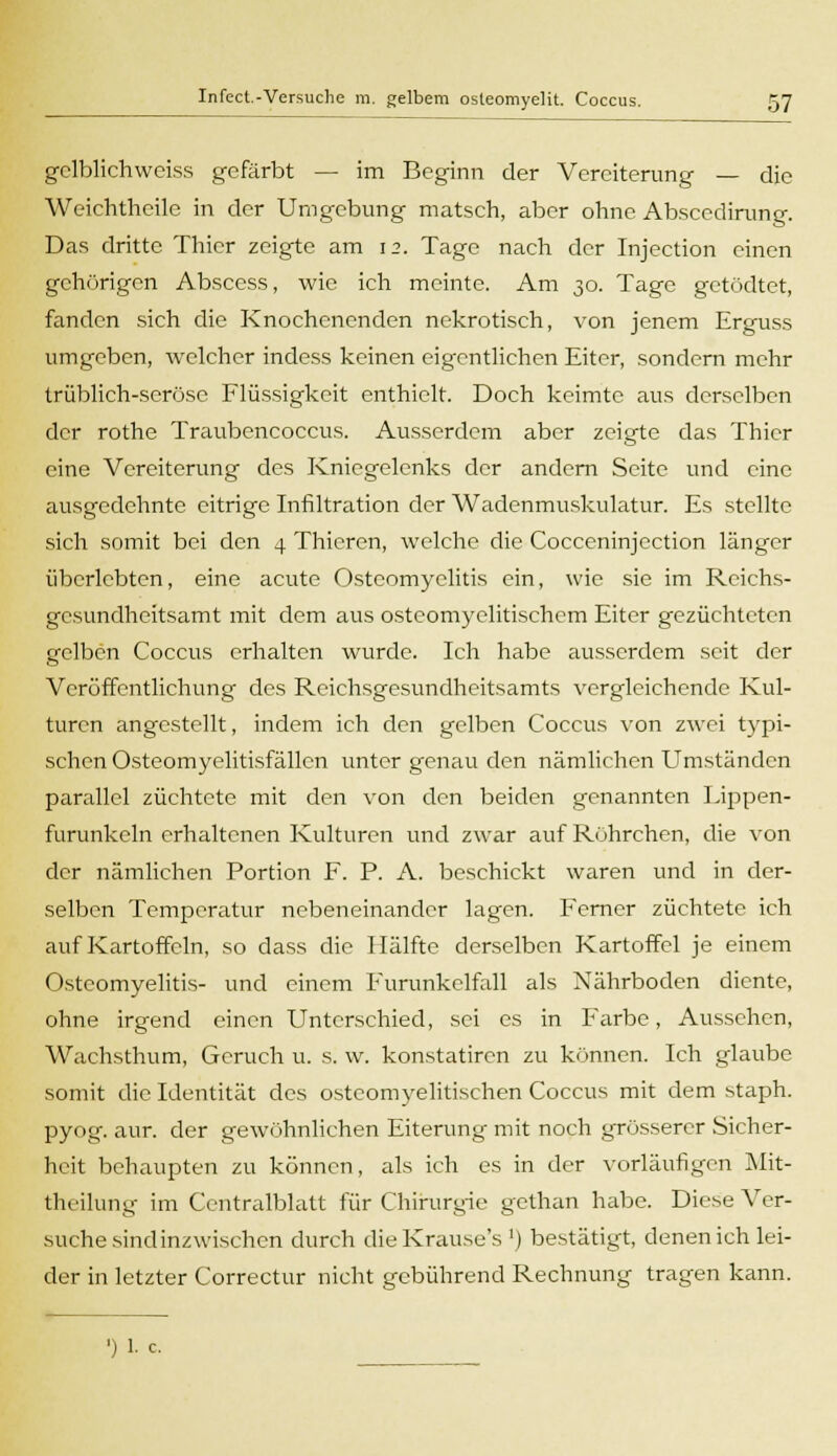 gelblichweiss gefärbt — im Beginn der Vereiterung — die Weichtheile in der Umgebung matsch, aber ohne Abscedirung. Das dritte Thicr zeigte am 12. Tage nach der Injection einen gehörigen Absccss, wie ich meinte. Am 30. Tage getödtet, fanden sich die Knochenenden nekrotisch, von jenem Erguss umgeben, welcher indess keinen eigentlichen Eiter, sondern mehr trüblich-seröse Flüssigkeit enthielt. Doch keimte aus derselben der rothe Traubencoccus. Ausserdem aber zeigte das Thicr eine Vereiterung des Kniegelenks der andern Seite und eine ausgedehnte eitrige Infiltration der Wadenmuskulatur. Es stellte sich somit bei den 4 Thicrcn, welche die Cocceninjection länger überlebten, eine acute Osteomyelitis ein, wie sie im Reichs- gesundheitsamt mit dem aus osteomyelitischem Eiter gezüchteten gelben Coccus erhalten wurde. Ich habe ausserdem seit der Veröffentlichung des Reichsgesundheitsamts vergleichende Kul- turen angestellt, indem ich den gelben Coccus von zwei typi- schen Osteomyelitisfällcn unter genau den nämlichen Umständen parallel züchtete mit den von den beiden genannten Lippen- furunkeln erhaltenen Kulturen und zwar auf Ruhrchen, die von der nämlichen Portion F. P. A. beschickt waren und in der- selben Temperatur nebeneinander lagen. Ferner züchtete ich auf Kartoffeln, so dass die Hälfte derselben Kartoffel je einem Osteomyelitis- und einem Furunkclfall als Nährboden diente, ohne irgend einen Unterschied, sei es in Farbe, Aussehen, Wachsthum, Geruch u. s. w. konstatiren zu können. Ich glaube somit die Identität des osteomyelitischen Coccus mit dem staph. pyog. aur. der gewöhnlichen Eiterung mit noch grösserer Sicher- heit behaupten zu können, als ich es in der vorläufigen Mit- theilung im Centralblatt für Chirurgie gethan habe. Diese Ver- suche sindinzwischen durch die Krause'sJ) bestätigt, denen ich lei- der in letzter Correctur nicht gebührend Rechnung tragen kann. ') 1. c.