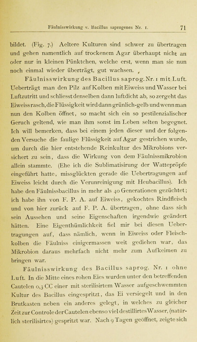bildet. (Fig. 7.) Aeltere Kulturen sind schwer zu übertragen und gehen namentlich auf trockenem Agar überhaupt nicht an oder nur in kleinen Pünktchen, welche erst, wenn man sie nun noch einmal wieder überträgt, gut wachsen. _ FäulnissWirkung des Bacillus saprog. Nr. 1 mit Luft. Ueberträgt man den Pilz auf Kolben mit Eiweiss und Wasser bei Luftzutritt und schliesst denselben dann luftdicht ab, so zergeht das Eiweiss rasch, die Flüssigkeit wird dann grünlich-gelb und wenn man nun den Kolben öffnet, so macht sich ein so pestilenzialischer Geruch geltend, wie man ihm sonst im Leben selten begegnet. Ich will bemerken, dass bei einem jeden dieser und der folgen- den Versuche die faulige Flüssigkeit auf Agar gestrichen wurde, um durch die hier entstehende Reinkultur des Mikrobions ver- sichert zu sein, dass die Wirkung von dem Fäulnissmikrobion allein stammte. (Ehe ich die Sublimatisirung der Wattepröpfe eingeführt hatte, missglückten gerade die Uebertragungen auf Eiweiss leicht durch die Verunreinigung mit Heubacillus). Ich habe den Fäulnissbacillus in mehr als 40 Generationen gezüchtet; ich halbe ihn von F. P. A. auf Eiweiss, gekochtes Rindfleisch und von hier zurück auf F. P. A. übertragen, ohne dass sich sein Aussehen und seine Eigenschaften irgendwie geändert hätten. Eine Eigcnthümlichkeit fiel mir bei diesen Ueber- tragungen auf, dass nämlich, wenn in Eiweiss oder Fleisch- kolben die Fäulniss einigermassen weit gediehen war, das Mikrobion daraus mehrfach nicht mehr zum Aufkeimen zu bringen war. Fäulnisswirkung des Bacillus saprog. Nr. 1 ohne Luft. In die Mitte eines rohen Eies wurden unter den betreffenden Cautelen 0,3 CC einer mit sterilisirtem Wasser aufgeschwemmten Kultur des Bacillus eingespritzt, das Ei versiegelt und in den Brutkasten neben ein anderes gelegt, in welches zu gleicher Zeit zur Controle der Cautelen ebenso viel destillirtesWasser, (natür- lich sterilisirtes) gespritzt war. Nach 9 Tagen geöffnet, zeigte sich