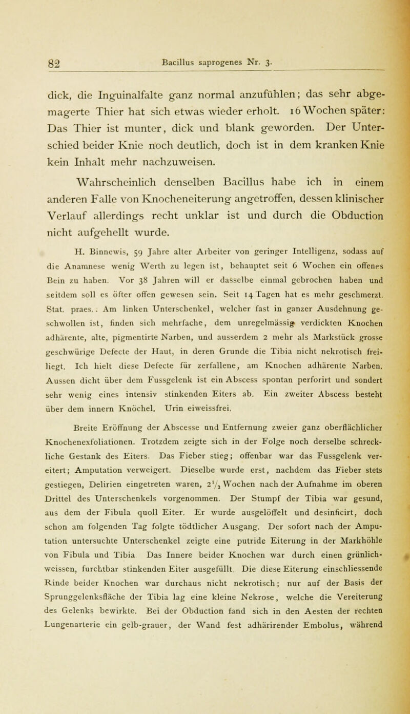 Bacillus saprogenes Nr. 3. dick, die Inguinalfalte ganz normal anzufühlen; das sehr abge- magerte Thier hat sich etwas wieder erholt. 16 Wochen später: Das Thier ist munter, dick und blank geworden. Der Unter- schied beider Knie noch deutlich, doch ist in dem kranken Knie kein Inhalt mehr nachzuweisen. Wahrscheinlich denselben Bacillus habe ich in einem anderen Falle von Knocheneiterung angetroffen, dessen klinischer Verlauf allerdings recht unklar ist und durch die Obduction nicht aufgehellt wurde. H. Binncwis, 59 Jahre alter Arbeiter von geringer Intelligenz, sodass auf die Anamnese wenig Werth zu legen ist, behauptet seit 6 Wochen ein offenes Bein zu haben. Vor 38 Jahren will er dasselbe einmal gebrochen haben und seitdem soll es öfter offen gewesen sein. Seit 14 Tagen hat es mehr geschmerzt. Stat. praes.. Am linken Unterschenkel, welcher fast in ganzer Ausdehnung ge- schwollen ist, finden sich mehrfache, dem unregelmässig verdickten Knochen adhärente, alte, pigmentirte Narben, und ausserdem 2 mehr als Markstück grosse geschwiirige Defecte der Haut, in deren Grunde die Tibia nicht nekrotisch frei- liegt. Ich hielt diese Defecte für zerfallene, am Knochen adhärente Narben. Aussen dicht über dem Fussgelenk ist ein Abscess spontan perforirt und sondert sehr wenig eines intensiv stinkenden Eiters ab. Ein zweiter Abscess besteht über dem innern Knöchel. Urin eiweissfrei. Breite Eröffnung der Abscesse und Entfernung zweier ganz oberflächlicher Knochenexfoliationen. Trotzdem zeigte sich in der Folge noch derselbe schreck- liche Gestank des Eiters. Das Fieber stieg; offenbar war das Fussgelenk ver- eitert; Amputation verweigert. Dieselbe wurde erst, nachdem das Fieber stets gestiegen, Delirien eingetreten waren, 21/2 Wochen nach der Aufnahme im oberen Drittel des Unterschenkels vorgenommen. Der Stumpf der Tibia war gesund, aus dem der Fibula quoll Eiter. Er wurde ausgelöffelt und desinficirt, doch schon am folgenden Tag folgte tödtlicher Ausgang, Der sofort nach der Ampu- tation untersuchte Unterschenkel zeigte eine putride Eiterung in der Markhöhle von Fibula und Tibia Das Innere beider Knochen war durch einen grünlich- weissen, furchtbar stinkenden Eiter ausgefüllt. Die diese Eiterung einschliessende Rinde beider Knochen war durchaus nicht nekrotisch; nur auf der Basis der Sprunggelenksfläche der Tibia lag eine kleine Nekrose, welche die Vereiterung des Gelenks bewirkte. Bei der Obduction fand sich in den Aesten der rechten Lungenarterie ein gelb-grauer, der Wand fest adhärirender Embolus, während