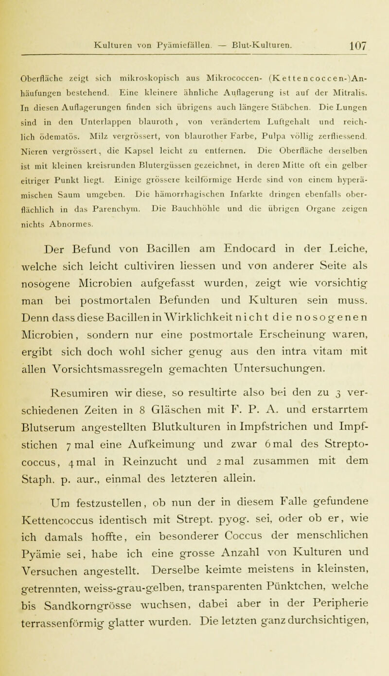 Oberfläche zeigt sich mikroskopisch aus Mikrococcen- (Ket tencoccen-)An- häufungen bestehend. Eine kleinere ähnliche Auflagerung ist auf der Mitralis. In diesen Auflagerungen finden sich übrigens auch längere Stäbchen. Die Lungen sind in den Unterlappen blauroth , von verändertem Luftgehalt und reich- lich ödematös. Milz vergrössert, von blaurother Farbe, Pulpa völlig zerfliessend. Nieren vergrössert, die Kapsel leicht zu entfernen. Die Oberfläche deiselben ist mit kleinen kreisrunden Blutergüssen gezeichnet, in deren Mitte oft ein gelber eitriger Punkt liegt. Einige grössere keilförmige Herde sind von einem hyperä- mischen Saum umgeben. Die hämorrhagischen Infarkte dringen ebenfalls ober- flächlich in das Parenchym. Die Bauchhöhle und die übrigen Organe zeigen nichts Abnormes. Der Befund von Bacillen am Endocard in der Leiche, welche sich leicht eultiviren Hessen und von anderer Seite als nosogene Microbien aufgefasst wurden, zeigt wie vorsichtig man bei postmortalen Befunden und Kulturen sein muss. Denn dass diese Bacillen in Wirklichkeit nicht die nosogenen Microbien, sondern nur eine postmortale Erscheinung waren, ergibt sich doch wohl sicher genug aus den intra vitam mit allen Vorsichtsmassregeln gemachten Untersuchungen. Resumiren wir diese, so resultirte also bei den zu 3 ver- schiedenen Zeiten in 8 Gläschen mit F. P. A. und erstarrtem Blutserum angestellten Blutkulturen in Impfstrichen und Impf- stichen 7 mal eine Aufkeimung und zwar 6 mal des Strepto- coccus, 4 mal in Reinzucht und 2 mal zusammen mit dem Staph. p. aur., einmal des letzteren allein. Um festzustellen, ob nun der in diesem Falle gefundene Kettencoccus identisch mit Strept. pyog. sei, oder ob er, wie ich damals hoffte, ein besonderer Coccus der menschlichen Pyämie sei, habe ich eine grosse Anzahl von Kulturen und Versuchen angestellt. Derselbe keimte meistens in kleinsten, getrennten, weiss-grau-gelben, transparenten Pünktchen, welche bis Sandkorngrösse wuchsen, dabei aber in der Peripherie terrassenförmig glatter wurden. Die letzten ganz durchsichtigen,