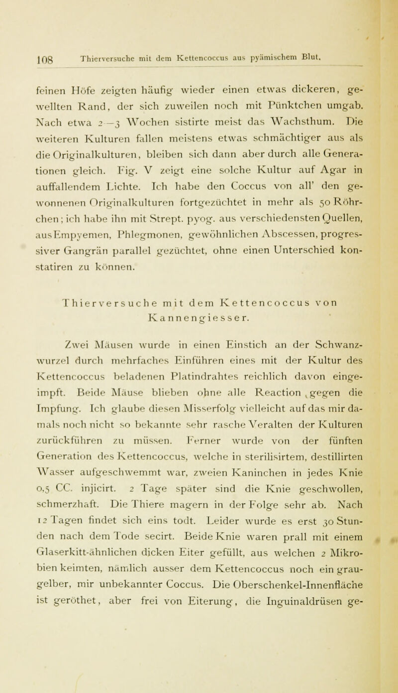 feinen Höfe zeigten häufig wieder einen etwas dickeren, ge- wellten Rand, der sich zuweilen noch mit Pünktchen umgab. Nach etwa 2 —3 Wochen sistirte meist das Wachsthum. Die weiteren Kulturen fallen meistens etwas schmächtiger aus als die Originalkulturen, bleiben sich dann aber durch alle Genera- tionen gleich. Fig. V zeigt eine solche Kultur auf Agar in auffallendem Lichte. Ich habe den Coccus von all' den ge- wonnenen Originalkulturen fortgezüchtet in mehr als 50 Röhr- chen; ich habe ihn mit Strept. pyog. aus verschiedensten Quellen, aus Empyemen, Phlegmonen, gewöhnlichen Abscessen, progres- siver Gangrän parallel gezüchtet, ohne einen Unterschied kon- statiren zu können. Thierversuche mit dem Kettencoccus von Kannengiesser. Zwei Mäusen wurde in einen Einstich an der Schwanz- wurzel durch mehrfaches Einführen eines mit der Kultur des Kettencoccus beladenen Platindrahtes reichlich davon einge- impft. Beide Mäuse blieben ohne alle Reaction (gegen die Impfung. Ich glaube diesen Misserfolg vielleicht auf das mir da- mals noch nicht so bekannte sehr rasche Veralten der Kulturen zurückfuhren zu müssen. Ferner wurde von der fünften Generation des Kettencoccus, welche in sterilisirtem, destillirten Wasser aufgeschwemmt war, zweien Kaninchen in jedes Knie 0,5 CC. injicirt. 2 Tage später sind die Knie geschwollen, schmerzhaft. Die Thiere magern in der Folge sehr ab. Nach 12 Tagen findet sich eins todt. Leider wurde es erst 30 Stun- den nach dem Tode secirt. Beide Knie waren prall mit einem Glaserkitt-ähnlichen dicken Eiter gefüllt, aus welchen 2 Mikro- bien keimten, nämlich ausser dem Kettencoccus noch ein grau- gelber, mir unbekannter Coccus. Die Oberschenkel-Innenfläche ist geröthet, aber frei von Eiterung, die Inguinaldrüsen ge-