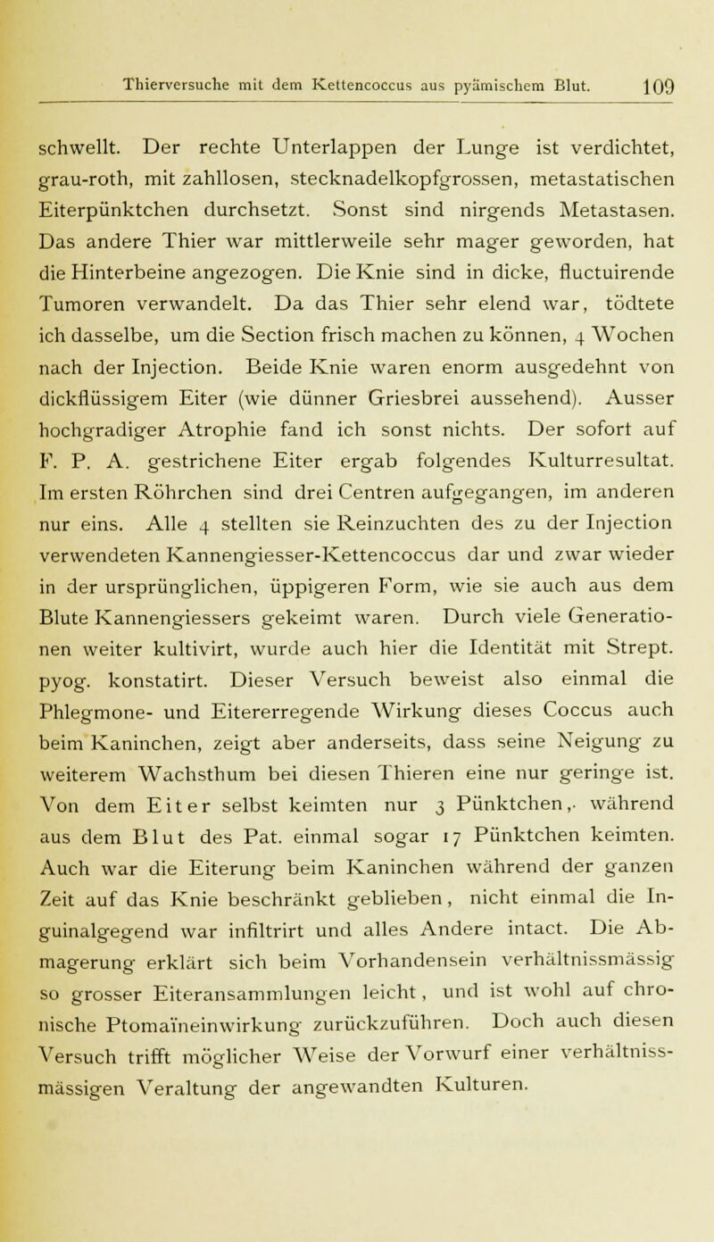 schwellt. Der rechte Unterlappen der Lunge ist verdichtet, grau-roth, mit zahllosen, stecknadelkopfgrossen, metastatischen Eiterpünktchen durchsetzt. Sonst sind nirgends Metastasen. Das andere Thier war mittlerweile sehr mager geworden, hat die Hinterbeine angezogen. Die Knie sind in dicke, fluctuirende Tumoren verwandelt. Da das Thier sehr elend war, tödtete ich dasselbe, um die Section frisch machen zu können, 4 Wochen nach der Injection. Beide Knie waren enorm ausgedehnt von dickflüssigem Eiter (wie dünner Grriesbrei aussehend). Ausser hochgradiger Atrophie fand ich sonst nichts. Der sofort auf F. P. A. gestrichene Eiter ergab folgendes Kulturresultat. Im ersten Röhrchen sind drei Centren aufgegangen, im anderen nur eins. Alle 4 stellten sie Reinzuchten des zu der Injection verwendeten Kannengiesser-Kettencoccus dar und zwar wieder in der ursprünglichen, üppigeren Form, wie sie auch aus dem Blute Kannengiessers gekeimt waren. Durch viele Generatio- nen weiter kultivirt, wurde auch hier die Identität mit Strept. pyog. konstatirt. Dieser Versuch beweist also einmal die Phlegmone- und Eitererregende Wirkung dieses Coccus auch beim Kaninchen, zeigt aber anderseits, dass seine Neigung zu weiterem Wachsthum bei diesen Thieren eine nur geringe ist. Von dem Eiter selbst keimten nur 3 Pünktchen ,• während aus dem Blut des Pat. einmal sogar 17 Pünktchen keimten. Auch war die Eiterung beim Kaninchen während der ganzen Zeit auf das Knie beschränkt geblieben, nicht einmal die In- guinalgegend war infiltrirt und alles Andere intact. Die Ab- magerung erklärt sich beim Vorhandensein verhältnissmässig so grosser Eiteransammlungen leicht, und ist wohl auf chro- nische Ptomaineinwirkung zurückzuführen. Doch auch diesen Versuch trifft möglicher Weise der Vorwurf einer verhältniss- mässigen Veraltung der angewandten Kulturen.