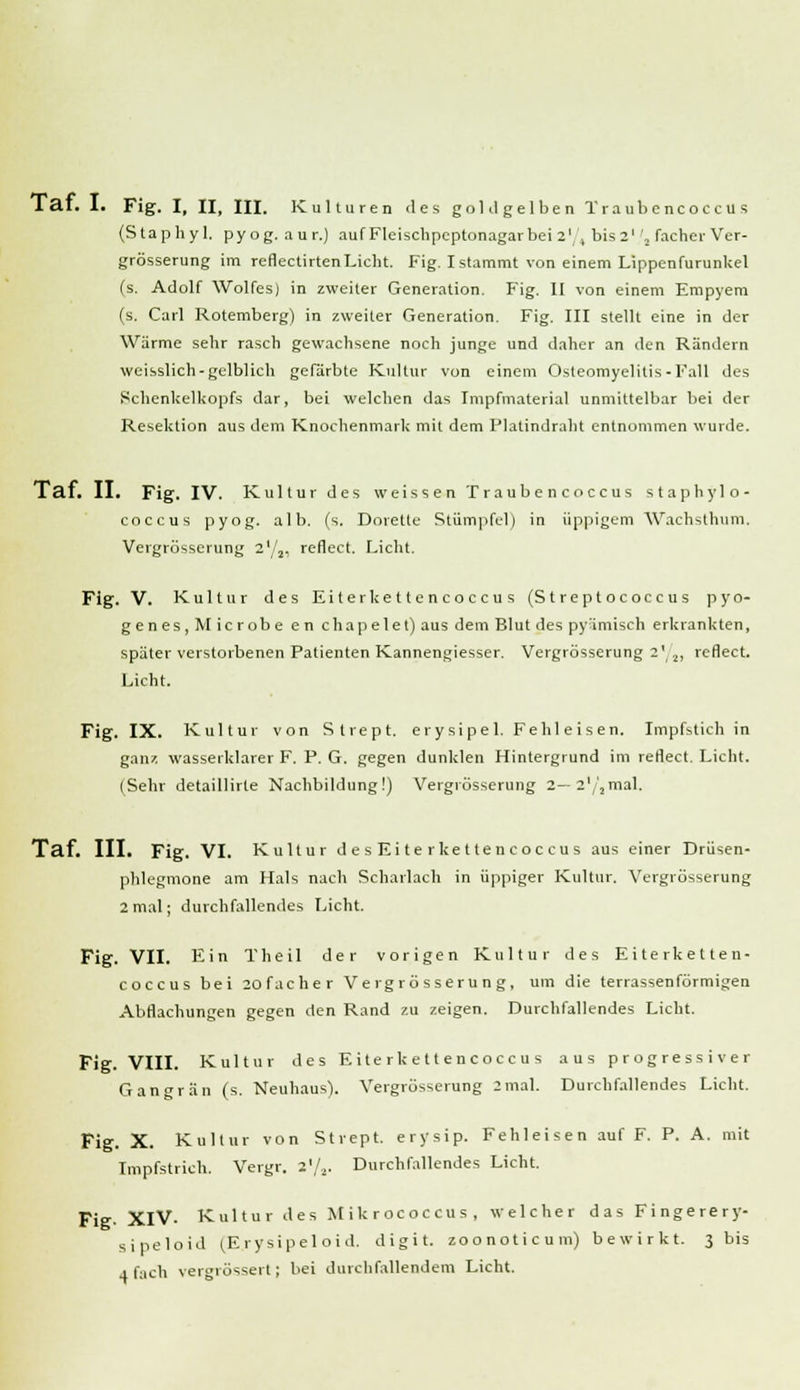 I at. I. Fig. I, II, III. Kulturen des goldgelben Traubencoccus (Staphy 1. py og. a u r.) auf Fleischpcptonagarbei 21/, bis2' 'a facher Ver- grösserung im reflectirtenLicht. Fig. I stammt von einem Lippenfurunkel (s. Adolf Wolfes) in zweiter Generation. Fig. II von einem Empyem (s. Carl Rotemberg) in zweiter Generation. Fig. III stellt eine in der Wärme sehr rasch gewachsene noch junge und daher an den Rändern weisslich-gelblich gefärbte Kultur von einem Osteomyelitis-Fall des Schenkelkopfs dar, bei welchen das Impfmaterial unmittelbar bei der Resektion aus dem Knochenmark mit dem Platindraht entnommen wurde. Tai. II. Fig. IV. Kultur des weissen Traubencoccus staphylo- coccus pyog. alb. (s. Dorette Stümpfcl) in üppigem Wachsthum. Vergrösscrung 2'/2. reflect. Licht. Fig. V. Kultur des Eiterkettencoccus (Streptococcus pyo- genes,Microbe en chapelet) aus dem Blut des pyämisch erkrankten, später verstorbenen Patienten Kannengiesser. Vergrösserung 2' 2, reflect. Licht. Fig. IX. Kultur von Strept. erysipel. Fehleisen. Impfstich in ganz wasserklarer F. P. G. gegen dunklen Hintergrund im reflect. Licht. (Sehr detaillirte Nachbildung!) Vergrösserung 2— 2(/,inaI. Taf. III. Fig. VI. Kultur d es Ei te rkettencoccus aus einer Drüsen- phlegmone am Hals nach Scharlach in üppiger Kultur. Vergrösserung 2 mal; durchfallendes Licht. Fig. VII. Ein Theil der vorigen Kultur des Eiterketten- coccus bei 2ofacher Vergrösserung, um die terrassenförmigen Abflachungen gegen den Rand zu zeigen. Durchfallendes Licht. Fig. VIII. Kultur des Eiterkett encoccu s aus progressiver Gangrän (s. Neuhaus). Vergrösserung 2mal. Durchfallendes Licht. Fig. X. Kultur von Strept. erysip. Fehleisen auf F. P. A. mit Impfstrich. Vergr. 2'/2. Durchfallendes Licht. Fig. XIV. Kultur des Mikrococcus, welcher das Fingerery- sipeloid (Erysipel oid. digit. zoonoticum) bewirkt. 3 bis 4 fach vergrössert; bei durchfallendem Licht.