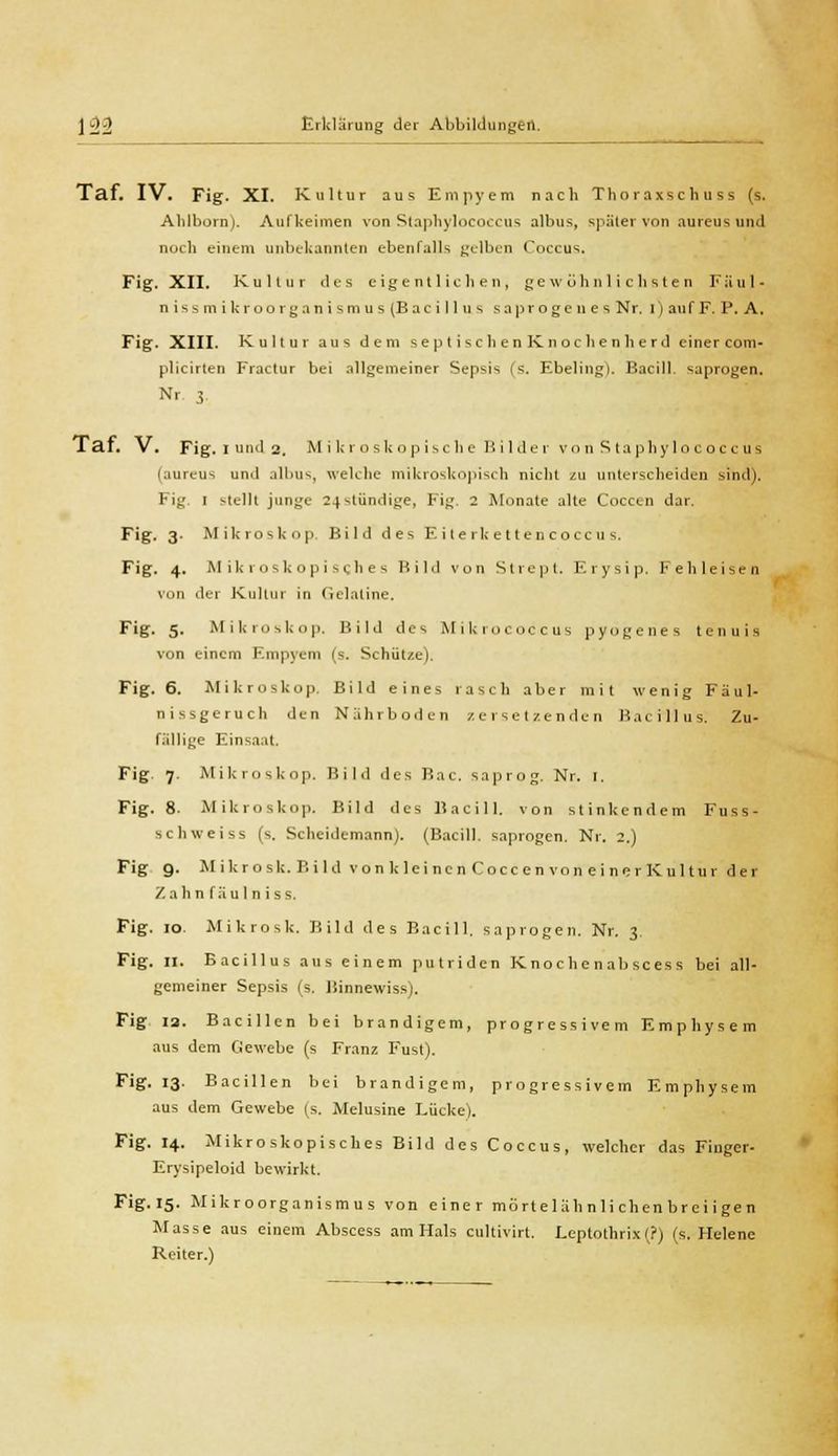 Taf. IV. Fig. XI. Kultur aus Empyem nach Thor axsc li u ss (s. Ahlborn). Aufkeimen von Staphylococcus albus, spater von aureus und noch einem unbekannten ebenfalls gelben Coccus. Fig. XII. Kultur des eigentlichen, gewöhnlichsten Faul* nissmikroorganismus (Bacillus sa progenes Nr. i) auf F. P. A. Fig. XIII. Kultur aus dem septischen Knochenh er d einer com- plicirten Fractur bei allgemeiner Sepsis fs. Ebelingi. Bacill. saprogen. Nr 3 Tai. V. Fig. i und 2. Mikroskopische Bilder von Staphylo coccus (aureus und albus, welche mikroskopisch nicht zu unterscheiden sind). Fig I stellt junge 24Mündige, Fig. 2 Monate alte Coccen dar. Fig. 3- Mikroskop, Bild des E ite rk etten cocc 11 s. Fig. 4. Mikroskopisches Bild von Strept. Erysip. Feh leisen 1 Lei Kultur in Gelatine. Fig. 5. Mikroskop. Bild des Mikrococcus pyogenes tenuis von einem Empyem (s. Schütze). Fig. 6. Mikroskop. Bild eines rasch aber mit wenig Fäul- nissgeruch den Nährboden zersetzenden Bacillus. Zu- fällige Einvn.it. Fig 7. Mikroskop. Bild des Bac. saprog. Nr. t, Fig. 8. Mikroskop. Bild des Bacill. von stinkendem Fuss- sch weiss (s. Scheidemann). (Bacill. saprogen. Nr. 2.) Fig 9. M i k r o sk. B i 1 d vort kleinen Cocc en von e i n er K.ultur der /.ah n f äu 1 n i s s. Fig. 10. Mikrosk. Bild des Bacill. saprogen. Nr. 3, Fig. 11. Bacillus aus einem putriden Knochen ab sces s bei all- gemeiner Sepsis (s. Binnewiss). Fig 13. Bacillen bei brandigem, progressivem Emphysem aus dem Gewebe (s Franz Fust). Fig. 13. Bacillen bei brandigem, progressivem Emphysem aus dem Gewebe (s. Melusine Lücke). Fig. 14. Mikroskopisches Bild des Coccus, welcher das Fingcr- Erysipeloid bewirkt. Fig.15. Mikroorganismus von einer mürte 1 äh n li clien br c i i ge n Masse aus einem Abscess am Hals eultivirt. Leptothrix (?) (s. Helene Reiter.)