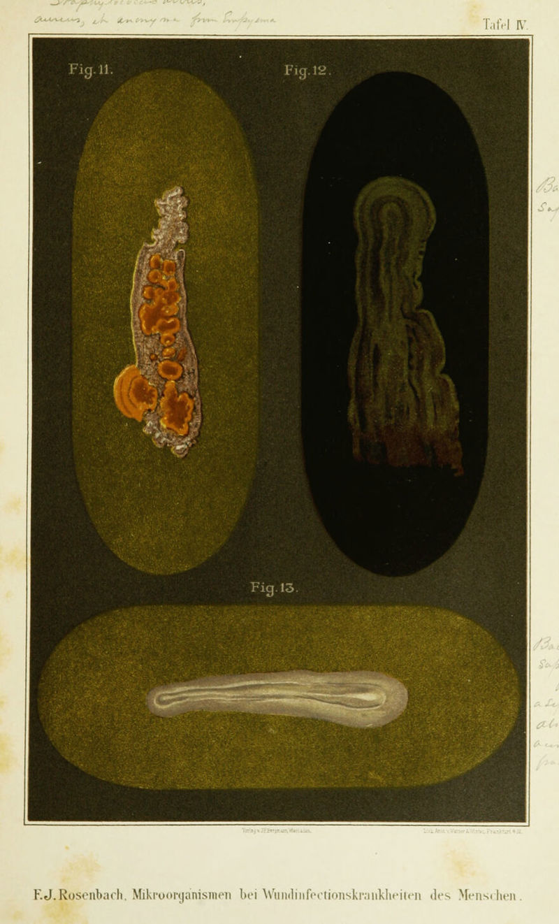 . ' ■ u- \S\AsV, Tafel IV.