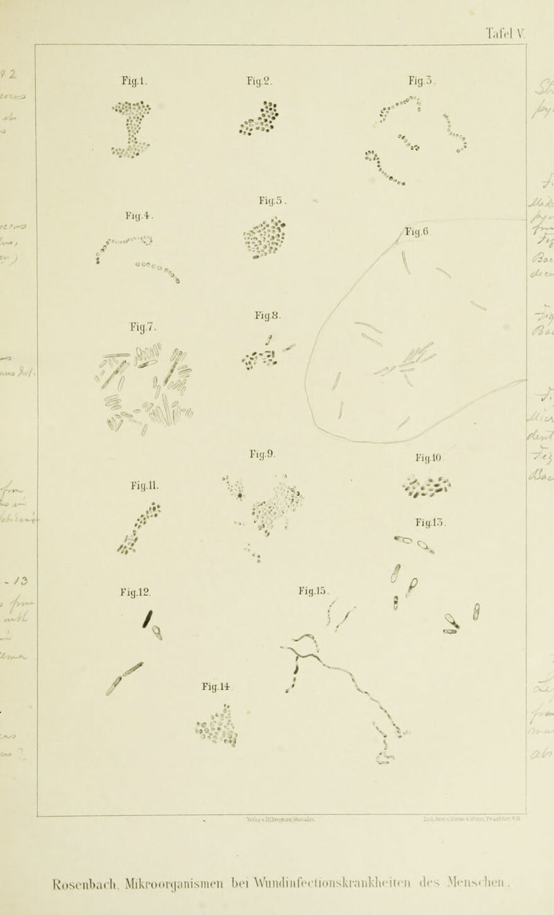 TafeJ V Fig.l. Fig.S. Fig 3 Fig. 5. ■f. Fig.4. • i ■ Fig 6 Fig.7. Fig.8. Pig.9. Fig.10 Fig.ll. j) Ficf.lö & f -o Fig.lB. > Fig.15 ' P '* V ; ^ 1? S\ / Hg 9' 14 * V < s ■ ■ .