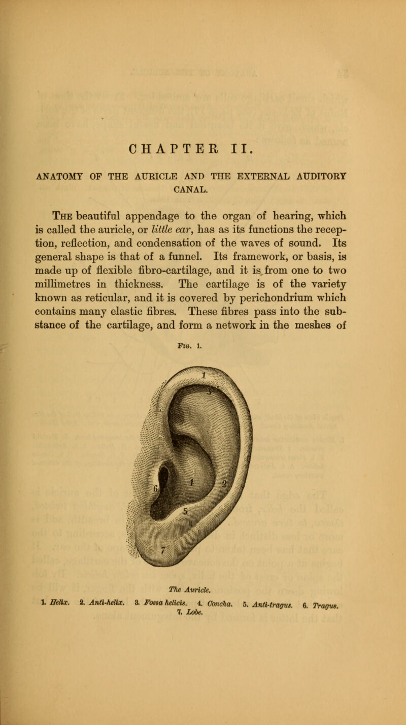 CHAPTER II. ANATOMY OF THE AURICLE AND THE EXTERNAL AUDITORY CANAL. The beautiful appendage to the organ of hearing, which is called the auricle, or little ear, has as its functions the recep- tion, reflection, and condensation of the waves of sound. Its general shape is that of a funnel. Its framework, or basis, is made up of flexible fibro-cartilage, and it is from one to two millimetres in thickness. The cartilage is of the variety known as reticular, and it is covered by perichondrium which contains many elastic fibres. These fibres pass into the sub- stance of the cartilage, and form a network in the meshes of Fig. 1. 1 Helix. 2. Anti-helix. The Auricle. a Fossa helicis. 4. Concha. 7. Lobe. 5. Anti-tragus. 6. Tragus.