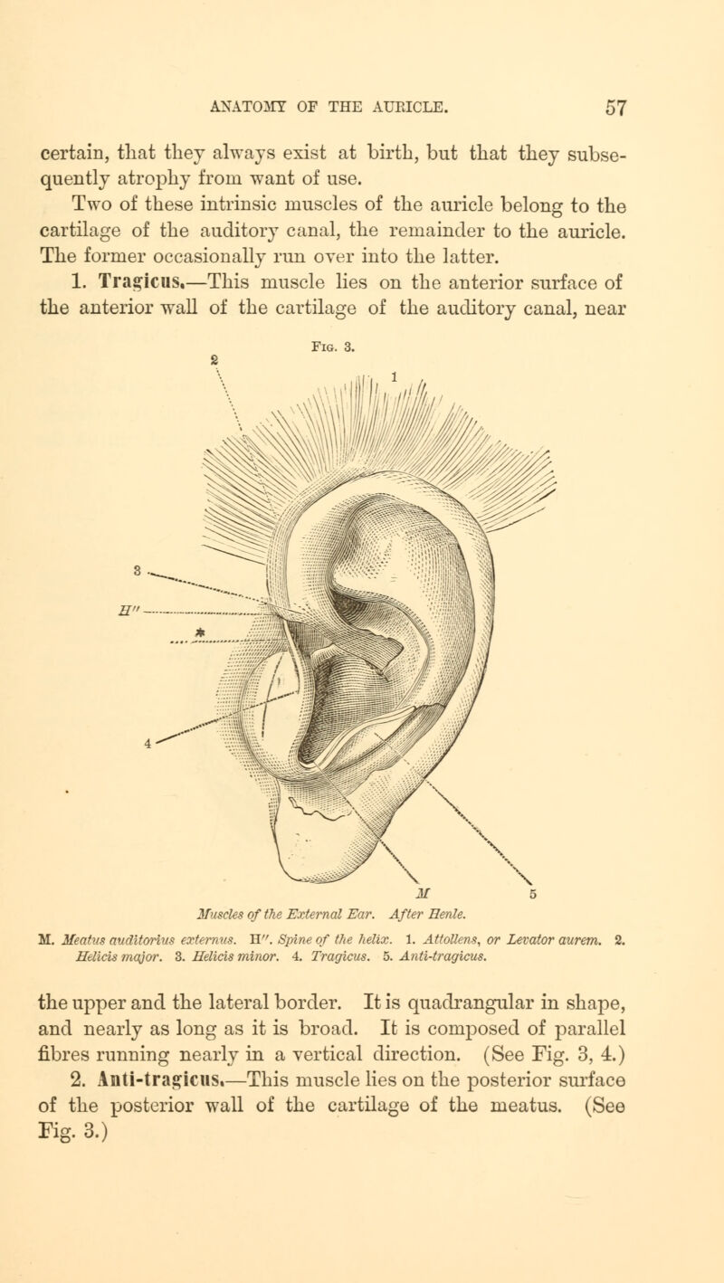 certain, that they always exist at birth, but that they subse- quently atrophy from want of use. Two of these intrinsic muscles of the auricle belong to the cartilage of the auditory canal, the remainder to the auricle. The former occasionally run over into the latter. 1. Tragicus,—This muscle lies on the anterior surface of the anterior wall of the cartilage of the auditory canal, near Fig. 3. H~ Muscles of the External Ear. After Eenle. M. Meatus auditorius externus. H. Spine of the helix. 1. Attollens, or Levator aurem. Helicis major. 3. Eelicis minor. 4. Tragicus. 5. Anti-tragicus. the upper and the lateral border. It is quadrangular in shape, and nearly as long as it is broad. It is composed of parallel fibres running nearly in a vertical direction. (See Fig. 3, 4.) 2. Anti-tragicus.—This muscle lies on the posterior surface of the posterior wall of the cartilage of the meatus. (See Fig. 3.)