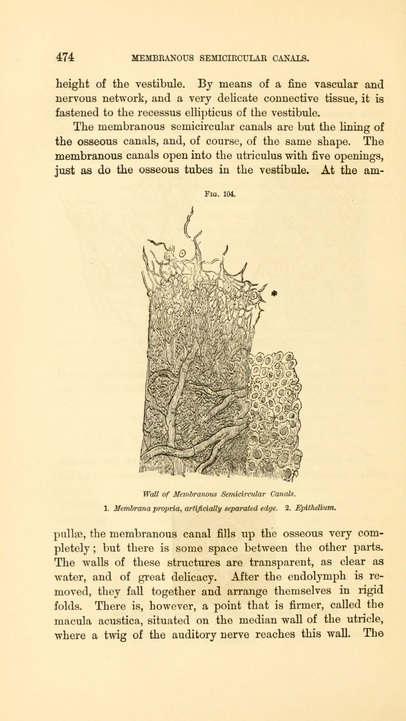 height of the vestibule. By means of a fine vascular and nervous network, and a very delicate connective tissue, it is fastened to the recessus ellipticus of the vestibule. The membranous semicircular canals are but the lining of the osseous canals, and, of course, of the same shape. The membranous canals open into the utricuius with five openings, just as do the osseous tubes in the vestibule. At the am- Fig. 104. ■■HP Wall of Membranous Semicircular Canals. 1. Membrana propria, artificially separated edge. 2. Epithelium. pullse, the membranous canal fills up the osseous very com- pletely ; but there is some space between the other parts. The walls of these structures are transparent, as clear as water, and of great delicacy. After the endolymph is re- moved, they fall together and arrange themselves in rigid folds. There is, however, a point that is firmer, called the macula acustica, situated on the median wall of the utricle, where a twig of the auditory nerve reaches this wall. The