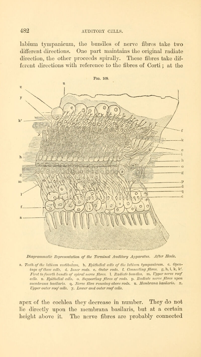 labium tympanicura, the bundles of nerve fibres take two different directions. One part maintains the original radiate direction, the other proceeds spirally. These fibres take dif- ferent directions with reference to the fibres of Corti ; at the Fig. 109. fS\\TO\ Diagrammatic Representation of the Terminal Auditory Apptaratus. After Ilenle. Teeth of the labium vestibitlare. b. Epithelial cells of the labium tympanicum. c. Open- ings of these cells. A. Inner rods. e. Outer rods. f. Connecting fibres, g, h, i, k, k'. First to fourth bundle of spiral nerve fibres. 1. Radiate bundles, m. Upper nerve roof cells, n. Epithelial cells, o. Supporting fibres of rods. p. Radiate nerve fibres upon membrana basilaris. q. Nerve fibre running above rods. u. Membrana basilaris. x. Upper outer roof cells, y. Lower and outer roof cells. apex of the cochlea they decrease in number. They do not lie directly upon the membrana basilaris, but at a certain The nerve fibres are probably connected height above it.