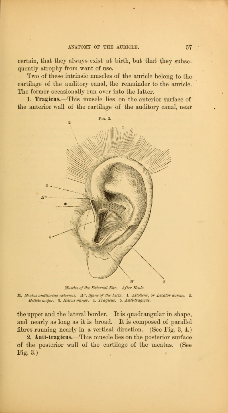 certain, tliat thej always exist at birth, but tliat they subse- quently atrophy from want of use. Two of these intrinsic muscles of the auricle belong to the cartilage of the auditory canal, the remainder to the auricle. The former occasionally run over into the latter. 1. Traj^icus.—This muscle lies on the anterior surface of the anterior wall of the cartilage of the auditory canal, near Fiu. 3. H - Muscles of the External Ear. After Henle. M. Meatus avditorius exfemm. W. Spine of the helix. 1. Attollens, or Levator aurem. Eelicis major. 3. Helicis minor. 4. Tragicus. 5. Anti-tragicus. the upper and the lateral border. It is quadrangular in shape, and nearly as long as it is broad. It is composed of parallel fibres running nearly in a vertical direction. (See Fig. 3, 4.) 2. Anti-tragicus.—This muscle lies on the posterior surface of the posterior wall of the cartilage of the meatus. (See rig. 3.)