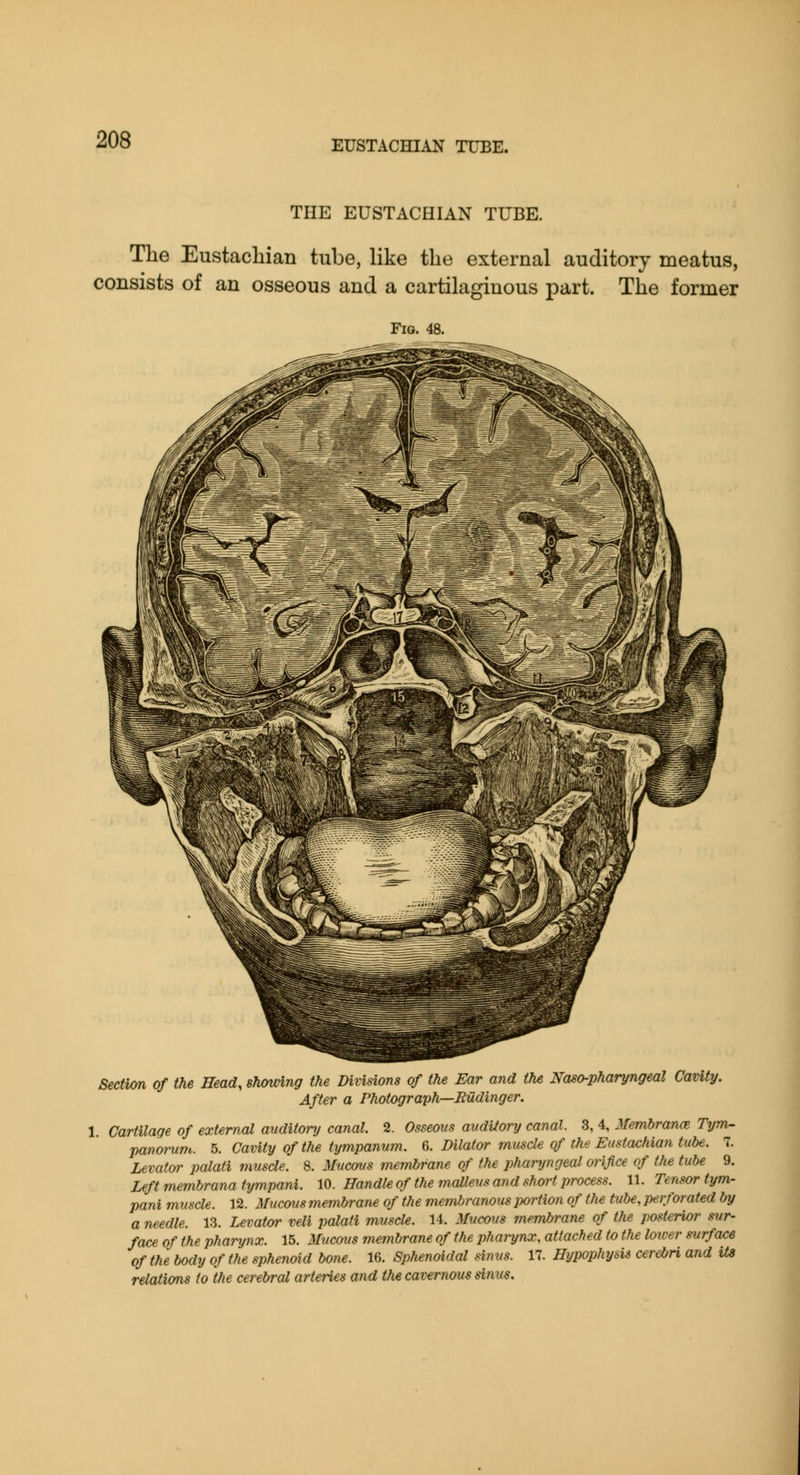 THE EUSTACHIAN TUBE. The Eustachian tube, like the external auditory meatus, consists of an osseous and a cartilaginous part. The former Fig. 48. Sedim of the Head, showing the Divisions of the Ear and the Naso-pharyngeal Cavity. After a Photograph—Rudinger. 1. Cartilage of external auditory canal. 2. Osseous audUory canal. 3, 4, Membrance Tym- panomm. 5. Cavity of the tympanum. 6. Dilator muscle of the Eustachian tube. 7. Levator palati muscle. 8. Mucous membrane of the pharyngeal orifice of tlie tube 9. Left memhrana tympani. 10. Handle of the malleus a?id short jyrocess. 11. Temortym- pani muscle. 12. Mucous membrane of the membranous portion of the tube, perforated by a needle. 13. Levator veli jialati muscle. 14. Mucous membrane of the post£rior sur- face of the pharynx. 15. Mucous membrane of the pharynx, attached to the loiver surface of the body of the sphenoid bone. 16. Sphenoidal sinus. 17. Hypophysis cerebri and its relations to the cerebral arteries and the cavernous sinus.