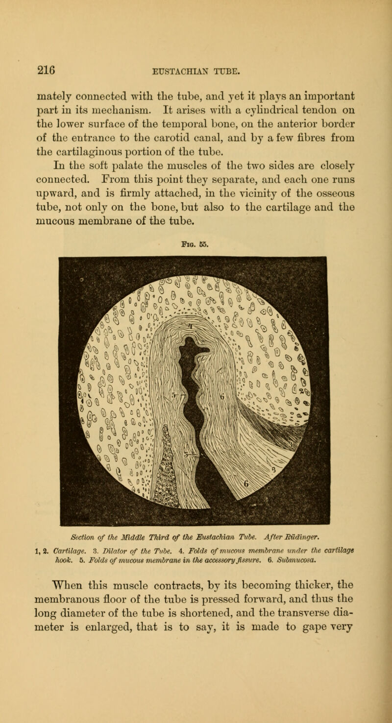 mately connected with the tube, and yet it plays an important part in its mechanism. It arises with a cyhndrical tendon on the lower surface of the temporal bone, on the anterior border of the entrance to the carotid canal, and by a few fibres from the cartilaginous portion of the tube. In the soft palate the muscles of the two sides are closely connected. From this point they separate, and each one runs upward, and is firmly attached, in the vicinity of the osseous tube, not only on the bone, but also to the cartilage and the mucous membrane of the tube. Fig. 55. Section of the Middle Third of the Emtachian Tube. After Rudinger. 1, 2. Cartilage. 3. Dilator of the Tube. 4. Folds ofrmtcovs membrane vnder the cartilage hwk. b. Folds of mucous membrane in the accessory fissure. 6. Submucosa. When this muscle contracts, by its becoming thicker, the membranous floor of the tube is pressed forward, and thus the long diameter of the tube is shortened, and the transverse dia- meter is enlarged, that is to say, it is made to gape very