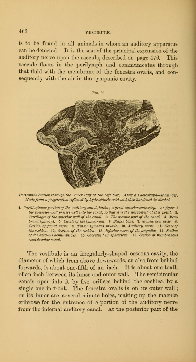 is to be found in all animals in whom an auditory apparatus can be detected. It is the seat of the principal expansion of the auditory nerve upon the saccule, described on page 476. This saccule floats in the perilymph and communicates through that fluid with the membrane of the fenestra ovalis, and con- sequently with the air in the tympanic cavity. Fro. 89. Horizontal Section through the Lower Half of the Left Ear. After a Photograph—Budinger. Made from a preparation softened by hydrochloric acid and then hardened in alcohol. 1. Cartilaginous portion of the auditory canal., having a great anterior convexity. At figure 1 the posterior wall presses zvell into the canal, so that it is the narrowest at this point. 2. Cartilages of the anterior loall of the canal. 3. The osseous part of the canal. A.Mem- brana tympani. 5. Cavity of the tympanum. Q. Stapes bone. '^. Stapedius muscle. 8. Section of facial nerve. 9. Tensor tympani muscle. 10. Auditory nerve. 11. Nerve of the cochlea. 12. Section of the cochlea. 13. Inferior nerve of the ampullce. 14. Section of the sacculus hemillipticus. 15. Sacculus hemisphcericus. 16. Section of membranous semicircular canal. The vestibule is an irregularly-shaped osseous cavity, the diameter of which from above downwards, as also from behind forwards, is about one-fifth of an inch. It is about one-tenth of an inch between its inner and outer wall. The semicircular canals open into it by five orifices behind the cochlea, by a single one in front. The fenestra ovalis is on its outer wall; on its inner are several minute holes, making up the maculse cribrosse for the entrance of a portion of the auditory nerve from' the internal auditory canal. At the posterior part of the