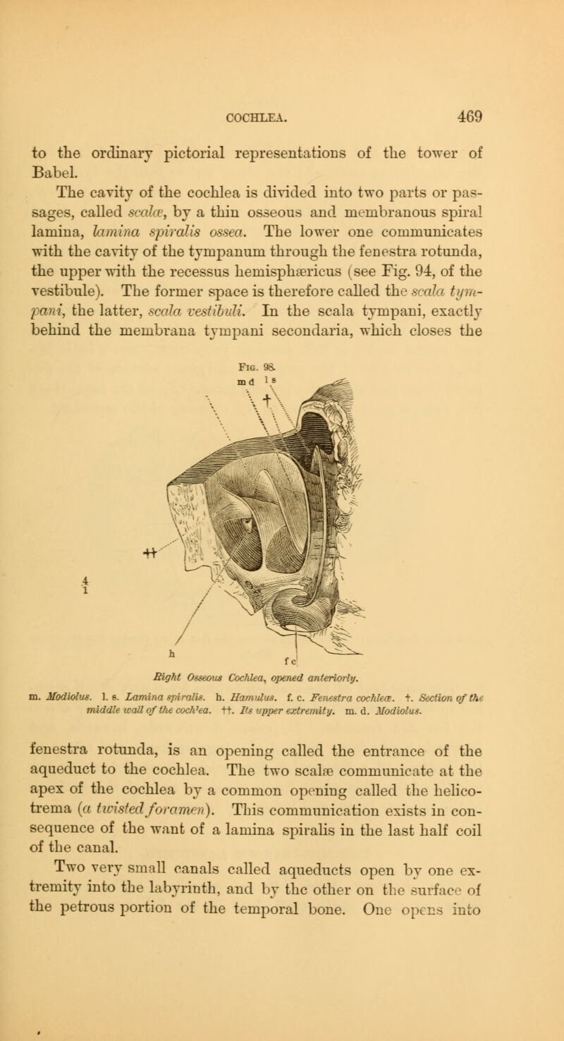 to the ordinary pictorial representations of the tower of Babel. The cavity of the cochlea is divided into two parts or pas- sages, called seakej by a thin osseous and membranous spiral lamina, lamina spiralis ossea. The lower one communicates with the cavity of the tympanum through the fenestra rotunda, the upper -^-ith the recessus hemisphsericus (see Fig. 94, of the vestibule). The former space is therefore called the scala tyvi- pani, the latter, scala vestihidi. In the scala tympani, exactl}' behind the membrana tympani secondaria, which closes the Bight Osseous CocJdea^ opened anteruniy. m. Modiolus. \. ». Lamina spiralis, h. Hamulus, i.z. Fenestra cochlea. ^. Section of the middle icall of the cocK'ea. tt. Vs upper extremity, m. d. Modiolus. fenestra rotunda, is an opening called the entrance of the aqueduct to the cochlea. The two scal^e communicate at the apex of the cochlea by a common opening called the helico- trema (a ticistedforamen). This communication exists in con- sequence of the want of a lamina spiralis in the last half coil of the canal. Two very small canals called aqueducts open by one ex- tremity into the labyrinth, and by the other on the surface of the petrous portion of the temporal bone. One opens into