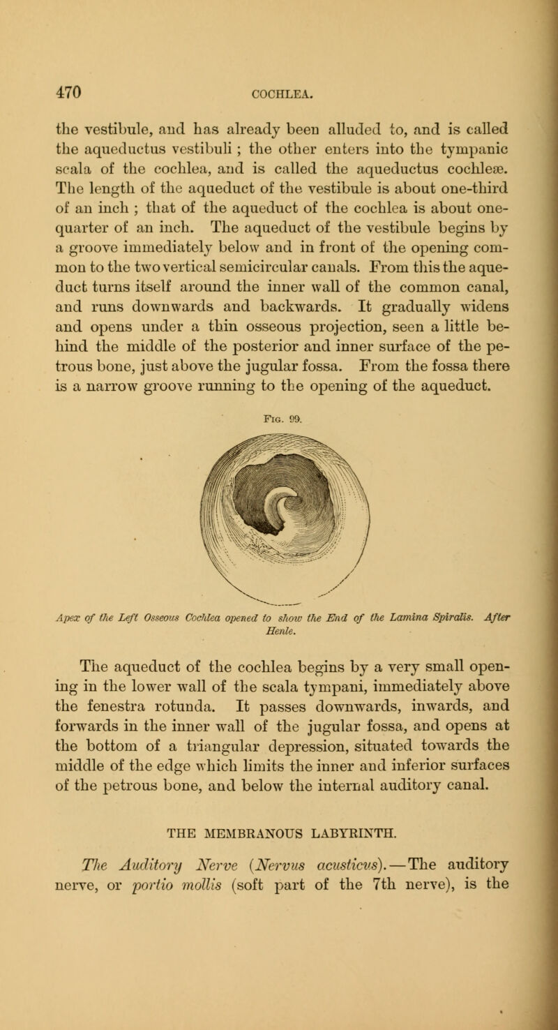 the vestibule, and has already been alluded to, and is called the aqueductus vestibuli ; the other enters into the tympanic scala of the cochlea, and is called the aqueductus cochlea?. The length of the aqueduct of the vestibule is about one-third of an inch ; that of the aqueduct of the cochlea is about one- quarter of an inch. The aqueduct of the vestibule begins by a groove immediately below and in front of the opening com- mon to the two vertical semicircular canals. From this the aque- duct turns itself around the inner wall of the common canal, and runs downwards and backwards. It gradually widens and opens under a thin osseous projection, seen a little be- hind the middle of the posterior and inner sui'face of the pe- trous bone, just above the jugular fossa. From the fossa there is a narrow groove running to the opening of the aqueduct. Fig. 99. Apex of the Left Cochlea opened to show the End of the Lamina Spiralis. After Henle. The aqueduct of the cochlea begins by a very small open- ing in the lower w^all of the scala tympani, immediately above the fenestra rotunda. It passes downwards, inwards, and forwards in the inner w^all of the jugular fossa, and opens at the bottom of a triangular depression, situated tow'ards the middle of the edge which limits the inner and inferior surfaces of the petrous bone, and below the internal auditory canal. THE MEMBRANOUS LABYRINTH. The Auditory Nerve {Nerviis acustici's).—Tlie auditory nerve, or poriio mollis (soft part of the 7th nerve), is the