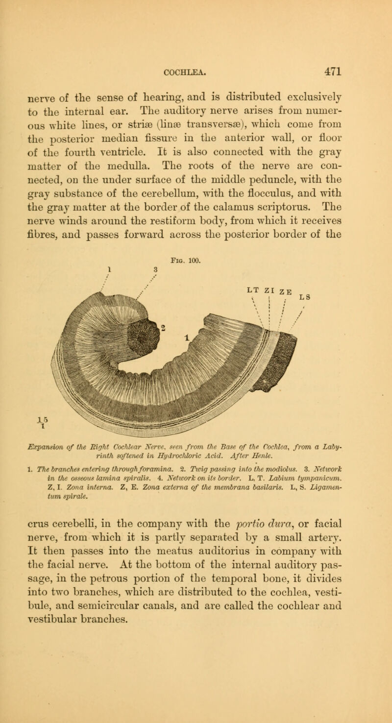 nerve of tlie sense of hearing, and is distributed exclusively to the internal ear. The auditory nerve arises from numer- ous white lines, or striae {Mnse transversae), which come from the posterior median fissure in the anterior wall, or floor of the fourth ventricle. It is also connected with the gray matter of the medulla. The roots of the nerve are con- nected, on the under surface of the middle peduncle, with the gray substance of the cerebellum, with the flocculus, and with the gray matter at the border of the calamus scriptorus. The nerve winds around the restiform body, from w-hich it receives fibres, and passes forward across the posterior border of the Fig. 100. LT ZI ZE Expansion of the Right Cochlear Nerve, seen from the Base of the Cochlea, from a Laby- rinth softened in Hydi^ocJdoric Acid. After Henle. 1. The branches entering through foramina. 2. Tivig passing into the modiolus. 3. Network in the osseous lamina spiralis. 4. Netivork on its border. L, T. Labium tympanicum. Z, I. Zona interna. Z, E. Zona externa of the membrana basilaris. L, S. Ligamen- turn spirale. crus cerebelh, in the company with the porfio dura, or facial nerve, from which it is partly separated by a small artery. It then passes into the meatus auditorius in company with the facial nerve. At the bottom of the internal auditory pas- sage, in the petrous portion of the temporal bone, it divides into two branches, which are distributed to the cochlea, vesti- bule, and semicircular canals, and are called the cochlear and vestibular branches.