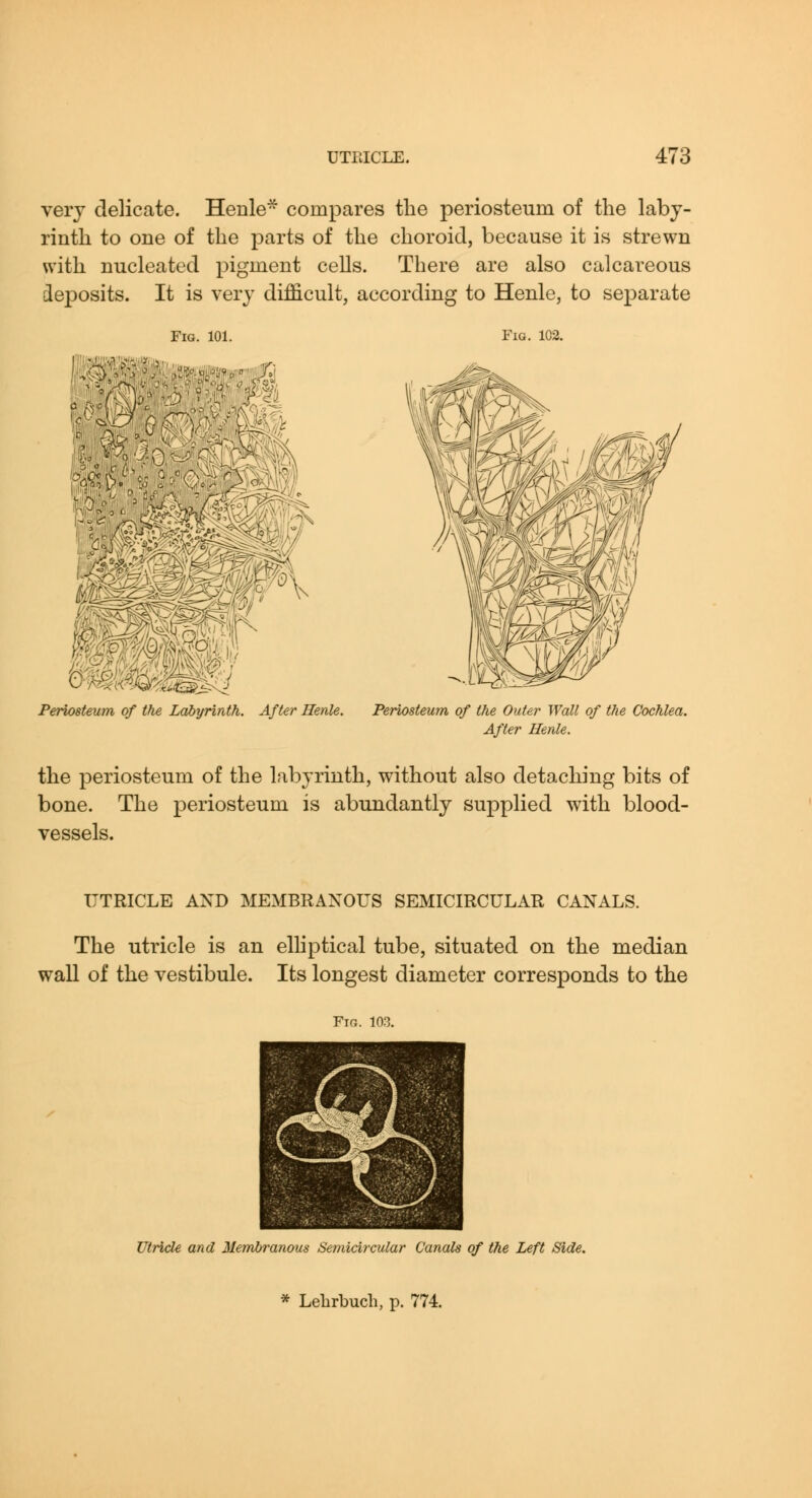 very delicate. Henle- compares the periosteum of the laby- rinth to one of the parts of the choroid, because it is strewn with nucleated pigment cells. There are also calcareous deposits. It is very difficult, according to Henlc, to separate 57 '>y>-. Fig, 101. Fig. 102. Periosteum of the Labyrinth. After Henle. Periosteum of the Outer Wall of the Cochlea. After Henle. the periosteum of the labyrinth, without also detaching bits of bone. The periosteum is abundantly supplied with blood- vessels. UTRICLE AND MEMBRANOUS SEMICIRCULAR CANALS. The utricle is an elliptical tube, situated on the median wall of the vestibule. Its longest diameter corresponds to the Fig. 103. Utricle and Mem^anous Semicircular Canals of the Left Side. * LehrlDucli, p. 774.