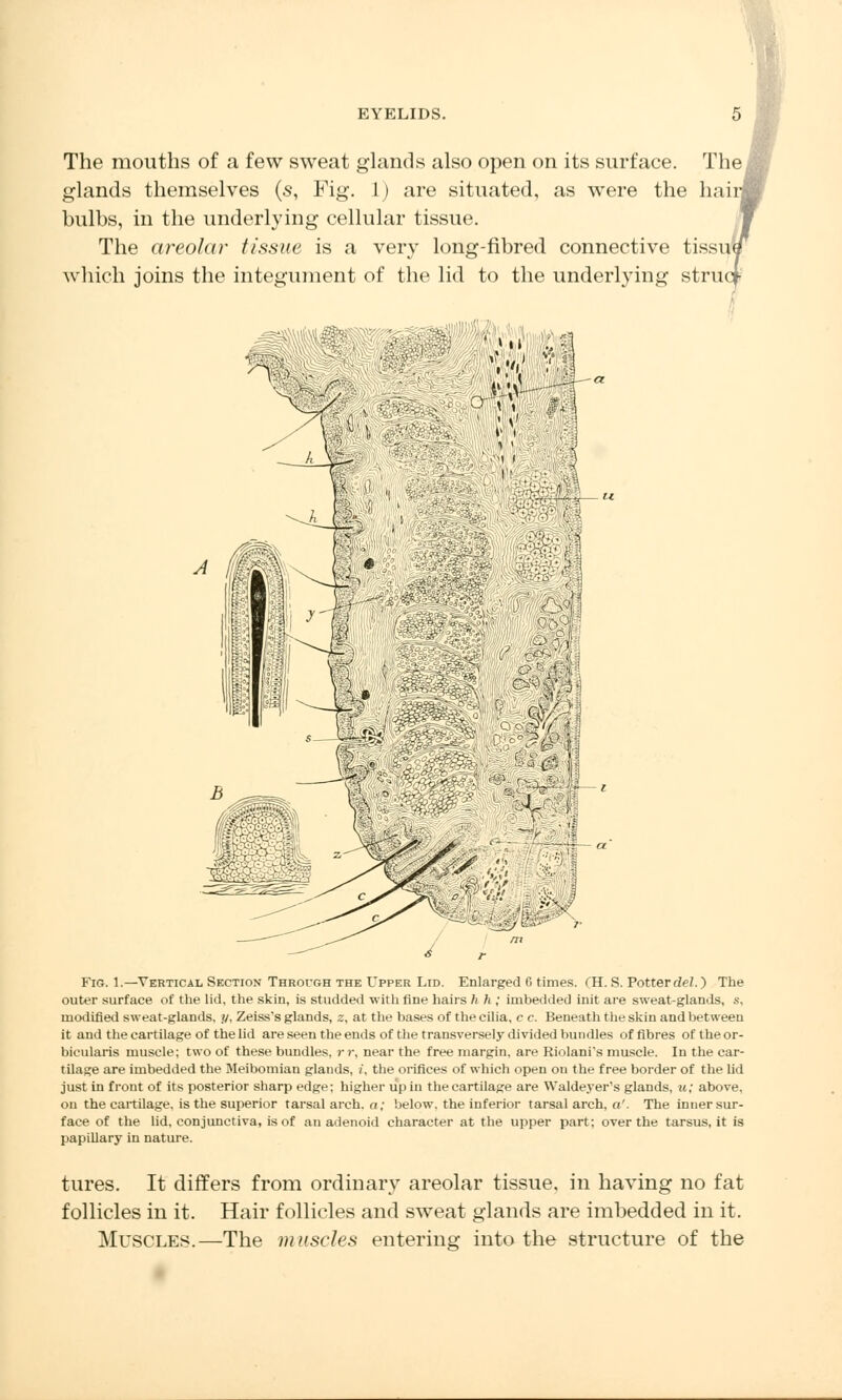 The mouths of a few sweat glands also open on its surface. The! glands themselves (s, Fig. 1) are situated, as were the hair] bulbs, in the underlying cellular tissue. The areolar tissue is a very long-fibred connective tissiu which joins the integument of the lid to the underlying struc Fig. 1.—Vertical Section Throi-gh the Upper Lid. Enlarged 0 times. (H. S. Potter del.) The outer surface of the lid, the skin, is studded with fine hairs /( h ; imbedded init are sweat-glands, s, modified sweat-glands, y, Zeiss's glands, z, at the bases of the cilia, c c. Beneath the skin and between it and the cartilage of the lid are seen the ends of the transversely divided bundles of fibres of the or- bicularis muscle; two of these bundles, rr, near the free margin, are Riolani's muscle. In the car- tilage are imbedded the Meibomian glands, i, the orifices of which open on the free border of the lid just in front of its posterior sharp edge; higher up in the cartilage are Waldeyer's glands, u; above, on the cartilage, is the superior tarsal arch, a; below, the inferior tarsal arch, a'. The inner sur- face of the lid, conjunctiva, is of an adenoid character at the upper part; over the tarsus, it is papillary in nature. tures. It differs from ordinary areolar tissue, in having no fat follicles in it. Hair follicles and sweat glands are imbedded in it. Muscles.—The muscles entering into the structure of the