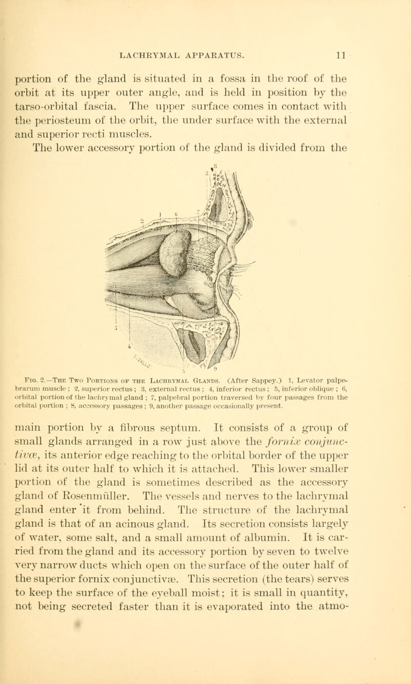 portion of the gland is situated in a fossa in the roof of the orbit at its upper outer angle, and is held in position by the tarso-orbital fascia. The upper surface comes in contact with the periosteum of the orbit, the under surface with the external and superior recti muscles. The lower accessory portion of the gland is divided from the Fig. '2 —The Two Portions of the Lachrymal Glands. (After Sappey.) 1, Levator palpe- brarum muscle ; 2, superior rectus ; 3, external rectus ; 4, inferior rectus : 5, inferior oblique ; 6, orbital portion of the lachrymal gland ; 7, palpebral portion traversed by four passages from the orbital portion ; 8, accessory passages ; 9, another passage occasionally present. main portion by a fibrous septum. It consists of a group of small glands arranged in a row just above the fornix conjunc- tivas, its anterior edge reaching to the orbital border of the upjjer lid at its outer half to which it is attached. This lower smaller portion of the gland is sometimes described as the accessory gland of Rosenmuller. The vessels and nerves to the lachrymal gland enter 'it from behind. The structure of the lachrymal gland is that of an acinous gland. Its secretion consists largely of water, some salt, and a small amount of albumin. It is car- ried from the gland and its accessory portion by seven to twelve very narrow ducts which open on the surface of the outer half of the superior fornix conjunctivae. This secretion (the tears) serves to keep the surface of the eyeball moist; it is small in quantity, not being secreted faster than it is evaporated into the atmo-