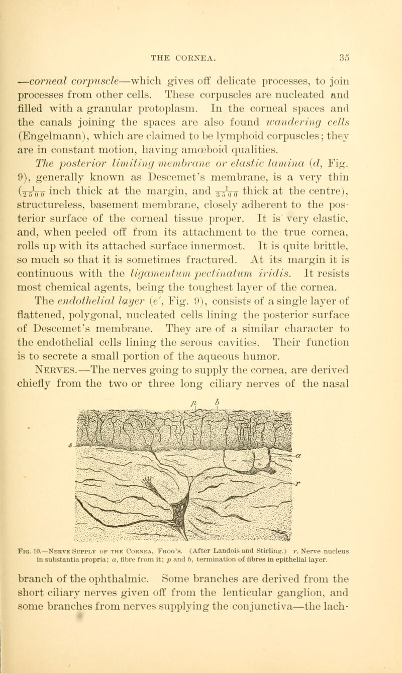 —corneal corpuscle—which gives off delicate processes, to join processes from other cells. These corpuscles are nucleated and rilled with a granular protoplasm. In the corneal spaces and the canals joining the spaces are also found wandering cells (Engelmann), which arc claimed to he lymphoid corpuscles; they are in constant motion, having amoeboid qualities. The posterior limiting membrane or elastic lamina (d, Fig. 9), generally known as Descemet's membrane, is a very thin GrsVo m('n thick at the margin, and ^Vtf thick at the centre), structureless, basement membrane, closely adherent to the pos- terior surface of the corneal tissue proper. It is very elastic, and, when peeled off from its attachment to the true cornea, rolls up with its attached surface innermost. It is quite brittle, so much so that it is sometimes fractured. At its margin it is continuous with the ligamentumpectinatum iridis. It resists most chemical agents, being the toughest layer of the cornea. The endothelial layer (e', Fig. 0), consists of a single layer of flattened, polygonal, nucleated cells lining the posterior surface of Descemet's membrane. They are of a similar character to the endothelial cells lining the serous cavities. Their function is to secrete a small portion of the aqueous humor. Nerves.—The nerves going to supply the cornea, are derived chiefly from the two or three long ciliary nerves of the nasal Fig. 10.—Nerve Sitply of the Cornea, Frog's. (After Landois and Stirling.) r. Nerve nucleus in substantia propria; o, fibre from it; p and b, termination of fibres in epithelial layer. branch of the ophthalmic. Some branches are derived from the short ciliary nerves given off from the lenticular ganglion, and some branches from nerves supplying the conjunctiva—the lach-