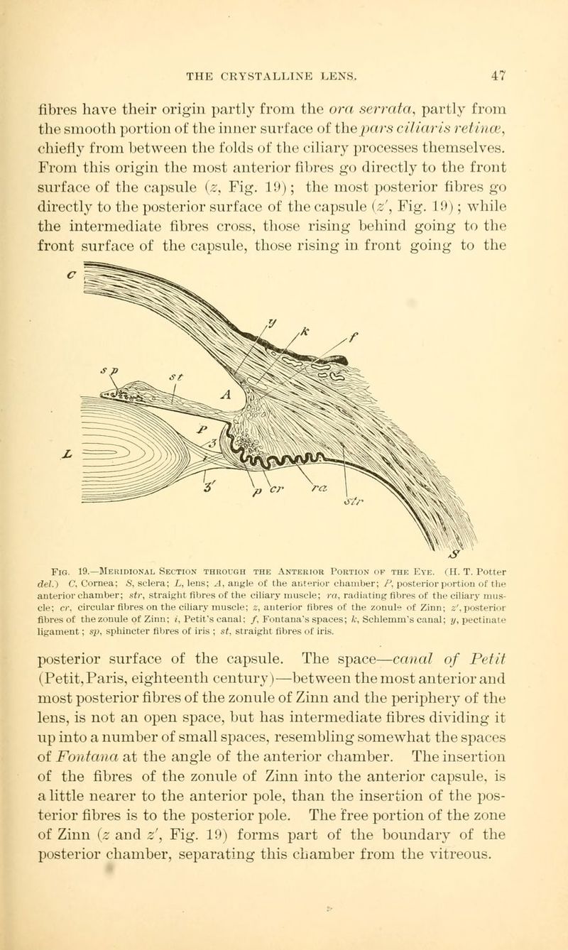 fibres have their origin partly from the ora serrata, partly from the smooth portion of the inner surface of thepars ciliaris retinal, chiefly from between the folds of the ciliary processes themselves. From this origin the most anterior fibres go directly to the front surface of the capsule (z, Fig. 19); the most posterior fibres go directly to the posterior surface of the capsule (z', Fig. L9); while the intermediate fibres cross, those rising behind going to the front surface of the capsule, those rising in front going to the Fig. 19.—Meridional Section through the Anterior Portion ok the Eye. (H. T. Potter del.) C, Cornea; S, sclera; L, lens; A, angle of the anterior chamber; P, posterior portion of the anterior chamber; str, straight fibres of the ciliary muscle; ra, radiating fibres of the ciliary mus- cle: r/'. circular fibres on the ciliary muscle; z, anterior fibres of the zonule of Zinn; z', posterior fibres of the zonule of Zinn; ;', Petit's canal; /, Fontanas spaces; ky Schlemm's canal; y, pectinate ligament: sp, sphincter fibres of iris ; st, straight fibres of iris. posterior surface of the capsule. The space—canal of Petit (Petit, Paris, eighteenth century)—between the most anterior and most posterior fibres of the zonule of Zinn and the periphery of the lens, is not an open space, but has intermediate fibres dividing it up into a number of small spaces, resembling somewhat the spaces of Fontana at the angle of the anterior chamber. The insertion of the fibres of the zonule of Zinn into the anterior capsule, is a little nearer to the anterior pole, than the insertion of the pos- terior fibres is to the posterior pole. The free portion of the zone of Zinn (z and z', Fig. 19) forms part of the boundary of the posterior chamber, separating this chamber from the vitreous.
