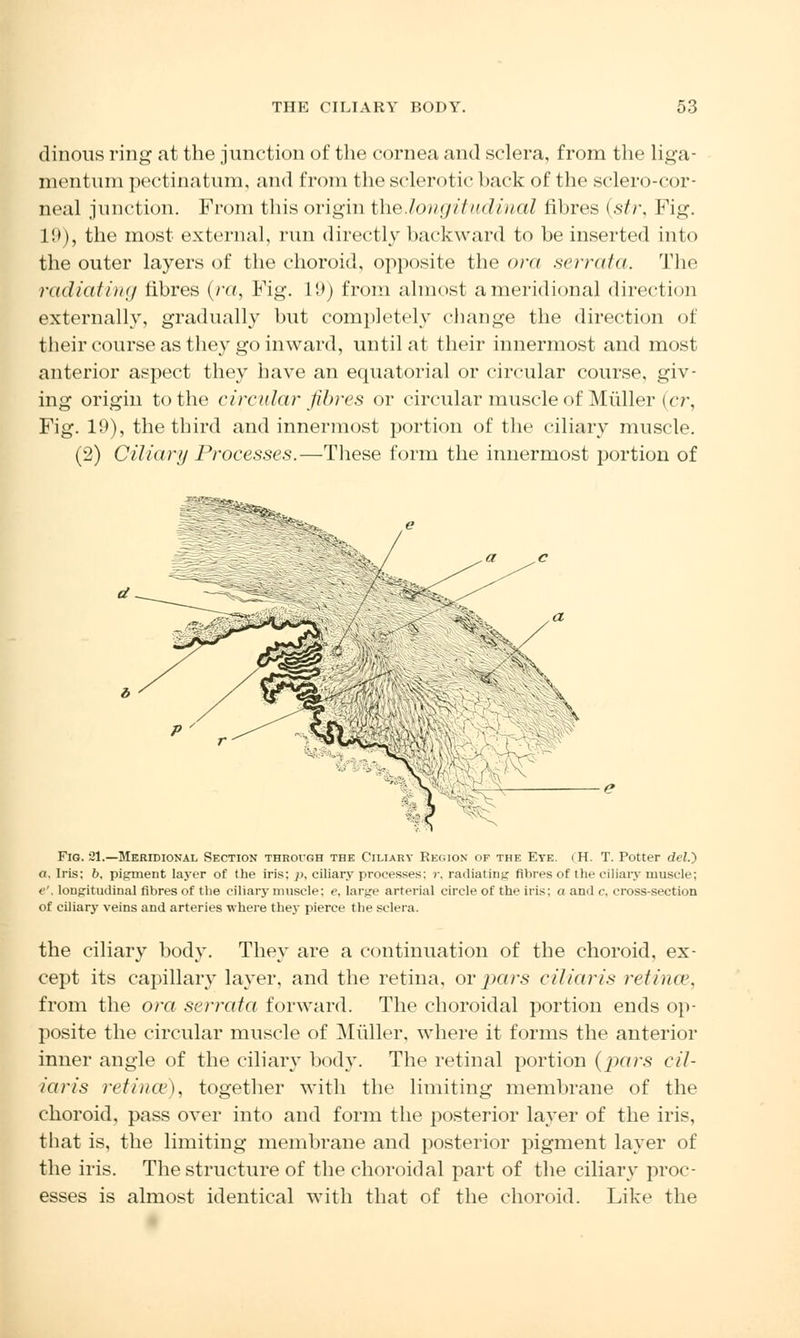 dinous ring at the junction of the cornea and sclera, from the liga- mentum pectinatum, and from the sclerotic hack of the sclero-cor- neal junction. From this origin the.longitudinal fibres (str, Fig. 19), the most external, run directly backward to be inserted into the outer layers of the choroid, opposite the ora serrata. The radiating fibres (ra, Fig. 19) from almost a meridional direction externally, gradually but completely change the direction of their course as they go inward, until at their innermost and most anterior aspect they have an equatorial or circular course, giv- ing origin to the circular fibres or circular muscle of Muller (cr, Fig. 19), the third and innermost portion of the ciliary muscle. (2) Ciliary Processes.—These form the innermost portion of Fig. 21.—Meridional Section through the Ciliary Region of the Eye. i H. T. Potter del.) a. Iris; b, pigment layer of the iris; />, ciliary processes; r, radiating fibres of the ciliary muscle; e', longitudinal fibres of the ciliary muscle: e, large arterial circle of the iris; a and c, cross-section of ciliary veins and arteries where they pierce the sclera. the ciliary body. They are a continuation of the choroid, ex- cept its capillary layer, and the retina, or pars ciliaris retina'. from the ora serrata forward. The choroidal portion ends op- posite the circular muscle of Muller, where it forms the anterior inner angle of the ciliary body. The retinal portion (jxirs cil- iaris retinee), together with the limiting membrane of the choroid, pass over into and form the posterior layer of the iris, that is, the limiting membrane and posterior pigment layer of the iris. The structure of the choroidal part of the ciliary proc- esses is almost identical with that of the choroid. Like the