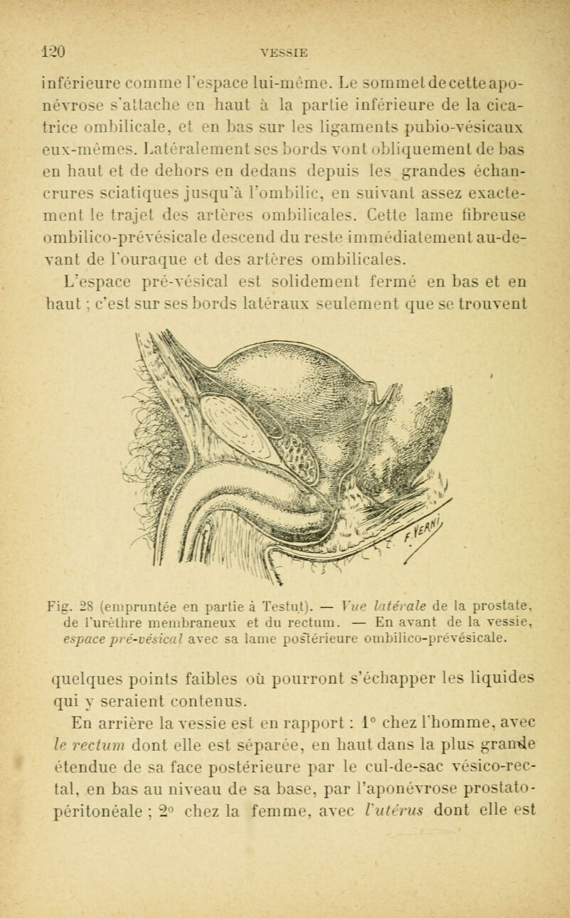 inférieure comme l'espace lui-même. Le sommet de cette apo- névrose s'attache en haut à la partie inférieure de la cica- trice ombilicale, et en bas sur les ligaments pubio-vesicaux eux-mêmes. Latéralement ses bords vont obliquement de bas en haut et de dehors en dedans depuis les grandes échan- crures sciatiques jusqu'à l'ombilic, en suivant assez exacte- ment le trajet des artères ombilicales. Cette lame fibreuse ombilico-prévésicale descend du reste immédiatement au-de- vant de l'ouraque et des artères ombilicales. L'espace pré-vésical est solidement fermé en bas et en haut ; c'est sur ses bords latéraux seulement que se trouvent Fig. 28 (empruntée en partie à Testu.t). — Vue latérale de la prostate, de l'urèlhre membraneux et du rectum. — En avant de la vessie, espace pré-vésical avec sa lame postérieure ombilico-prévésicale. quelques points faibles où pourront s'échapper les liquides qui y seraient contenus. En arrière la vessie est en rapport : 1° chez lnomme. avec le rectum dont elle est séparée, en haut dans la plus grande étendue de sa face postérieure par le cul-de-sac vésico-rec- tal, en bas au niveau de sa base, par l'aponévrose prostato- péritonéale : 2° chez la femme, avec Vutérus dont elle est