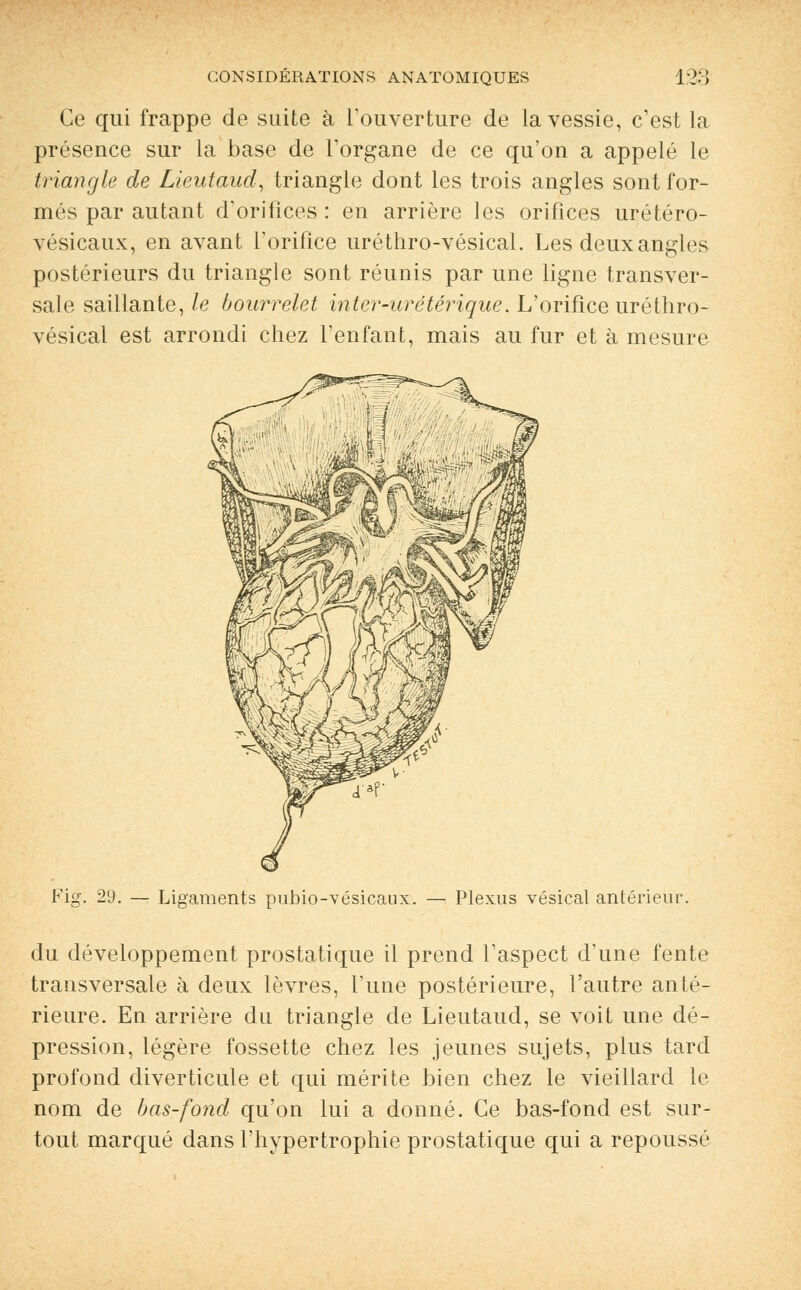 Ce qui frappe de suite à l'ouverture de la vessie, c'est la présence sur la base de l'organe de ce qu'on a appelé le triangle de Lieutaud, triangle dont les trois angles sont for- més par autant d'orifices : en arrière les orifices urétéro- vésicaux, en avant l'orifice uréthro-vésical. Les deuxangles postérieurs du triangle sont réunis par une ligne transver- sale saillante, le bourrelet inter-urétérique. L'orifice uréthro- vésical est arrondi chez l'enfant, mais au fur et à mesure Fig. 29. — Ligaments pubio-vésicaux. — Plexus vésical antérieui du développement prostatique il prend l'aspect d'une fente transversale à deux lèvres, l'une postérieure, l'autre anté- rieure. En arrière du triangle de Lieutaud, se voit une dé- pression, légère fossette chez les jeunes sujets, plus tard profond diverticule et qui mérite bien chez le vieillard le nom de bas-fond qu'on lui a donné. Ce bas-fond est sur- tout marqué dans l'hypertrophie prostatique qui a repoussé