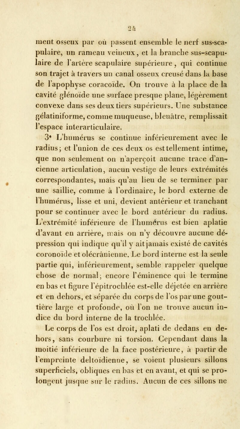 2 h ment osseux par où passent ensemble le nerf sus-sca- pulaire, un rameau veineux, et la branche sus-scapu- laire de l'artère scapulaire supérieure, qui continue son trajet à travers un canal osseux creusé dans la base de l'apophyse coracoïde. On trouve à la place de la cavité glénoïde une surface presque plane, légèrement convexe dans ses deux tiers supérieurs. Une substance gélatiniforme, comme muqueuse, bleuâtre, remplissait l'espace inlerarticulaire. 3* L'humérus se continue inférieurement avec le radius; et l'union de ces deux os esttellement intime, que non seulement on n'aperçoit aucune trace d'an- cienne articulation, aucun vestige de leurs extrémités correspondantes, mais qu'au lieu de se terminer par une saillie, comme à l'ordinaire, le bord externe de l'humérus, lisse et uni, devient antérieur et tranchant pour se continuer avec le bord antérieur du radius. L'extrémité inférieure de l'humérus est bien aplatie d'avant en arrière, mais on n'y découvre aucune dé- pression qui indique qu'il y ait jamais existé de cavités coronoïde et olécrânienne. Le bord interne est la seule partie qui, inférieurement, semble rappeler quelque chose de normal; encore l'éminence qui le termine en bas et figure l'épitrochlée est-elle déjetée en arrière et en dehors, et séparée du corps de l'os par une gout- tière large et profonde, où l'on ne trouve aucun in- dice du bord interne de la trochlée. Le corps de l'os est droit, aplati de dedans en de- hors , sans courbure ni torsion. Cependant dans la moitié inférieure de la face postérieure, à partir de l'empreinte deltoïdienne, se voient plusieurs sillons superficiels, obliques en bas et en avant, et qui se pro- longent jusque sur le radius. Aucun de ces sillons ne