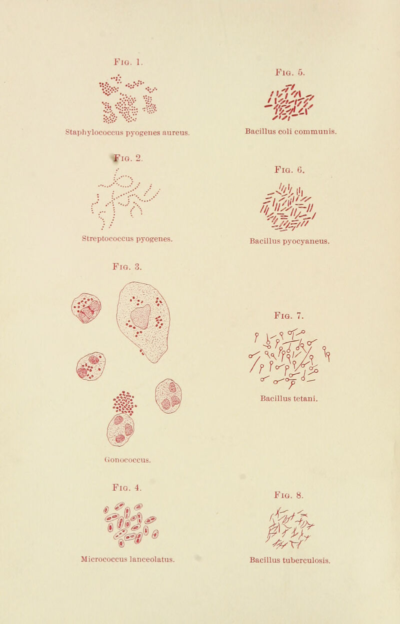 Pig. 1. Staphylococcus pyogenes aureus. Flu. 2 Streptococcus pyogenes. Fig. 3. Fig. 5. nf','A -. Bacillus coli communis. Fig. 6. Bacillus pyocyaneus. Fig. 7. T o^ Of^o >a&rs Bacillus tetani. / f JVp?/ Gonoi :us. Fig. 4. ^ -,:^ Micrococcus lanceolatus. KlO. 8. # Bacillus tuberculosis.